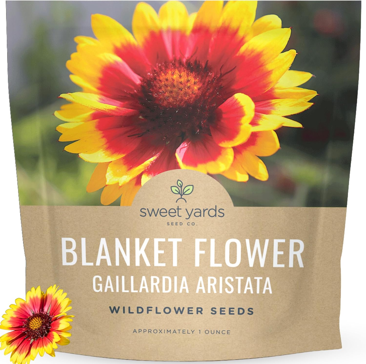 Blanket Flower &ndash; Gaillardia aristata &ndash; Large 1 Ounce Packet &ndash; 9,000 Flower Seeds for Planting