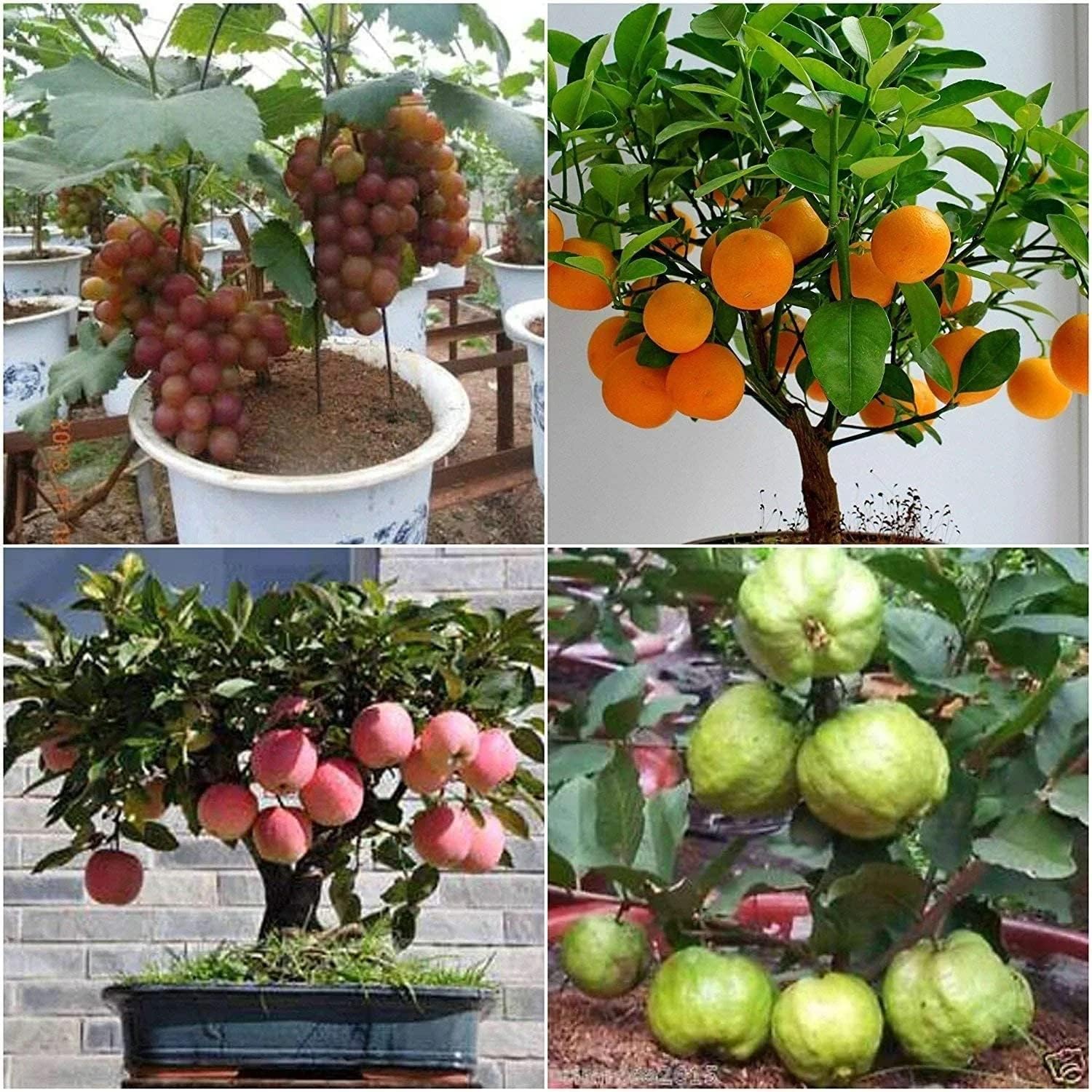 Hybrid Dwarf Fruit Seeds Combo Pack Apple, Grape, Guava, Orange 5 Seeds Each- Grow Indoor & Outdoor