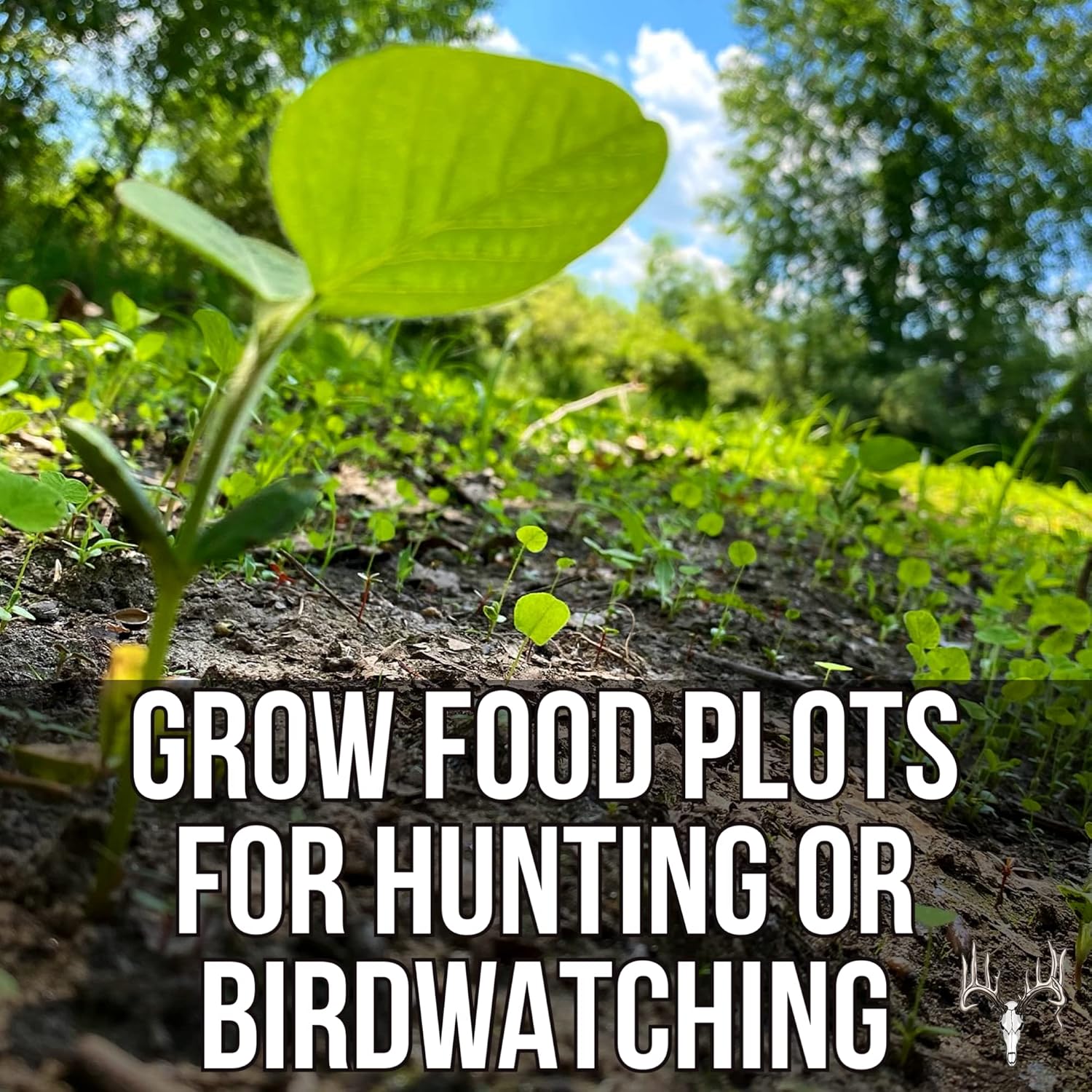 Crooked Bend Basic Buck Blend, 50LB Bulk, Whitetail Deer Food Plot Seed, Soybean, Corn, Sunflower & Clover Plants, Attractant for Turkey, Dove & Honey Bee, Grow Hunting Food Plots & Wildlife Habitat : Sports & Outdoors