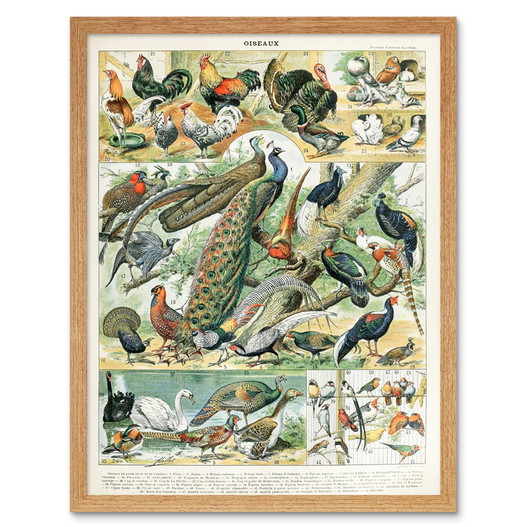 Artery8 Millot Encyclopedia Page Molluscs Shells Art Print Framed Poster Wall Decor 12x16 inch — view 118