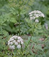 Vista 4 de Herb Pharm Extracto líquido de raíz de Osha para apoyo respiratorio - 1 onza