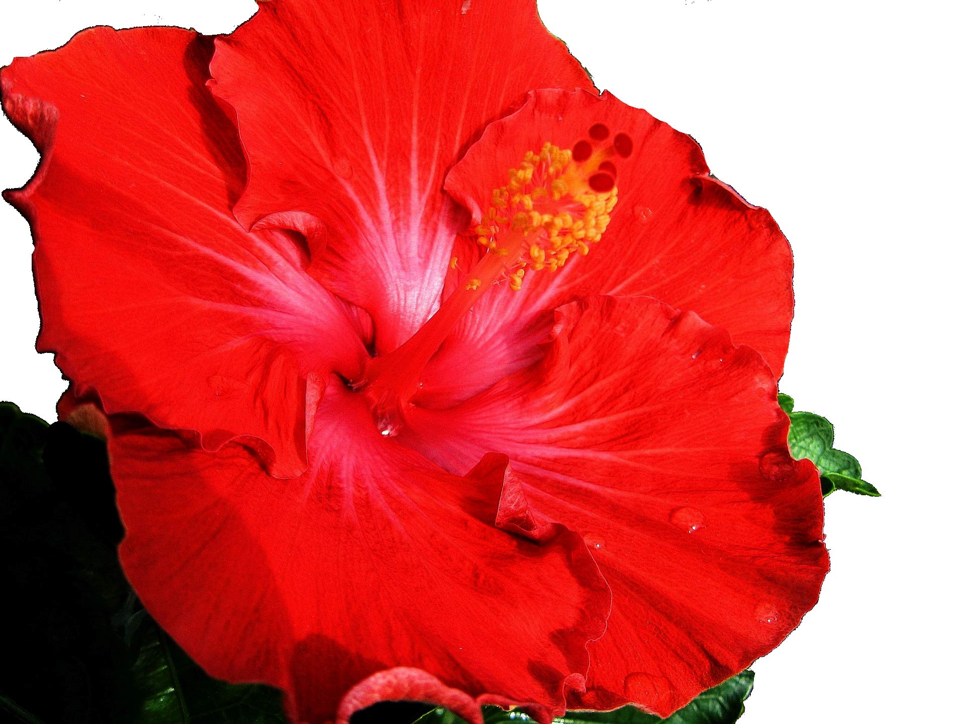 Amazon.com : Tropical Hibiscus rosa-sinensis Hybrid 'Vermillion