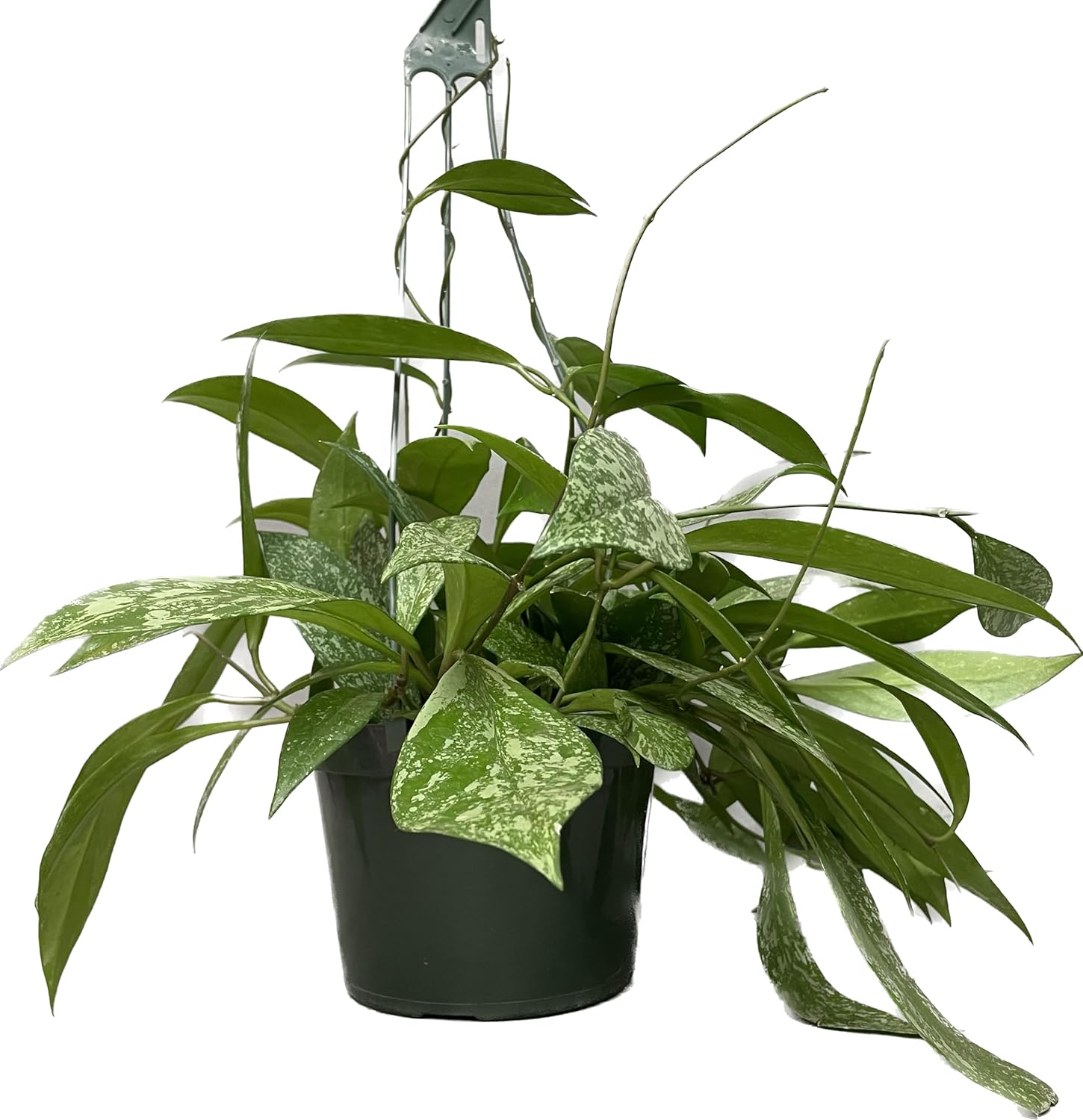 Hoya Publicalyx Splash Red Button - Hoya Plant - Air Purifying Plant - Pet Friendly Plant - Hoya Plants Live Houseplants - Wax Plant (Multiple Plants, 6" Hanging Pot)