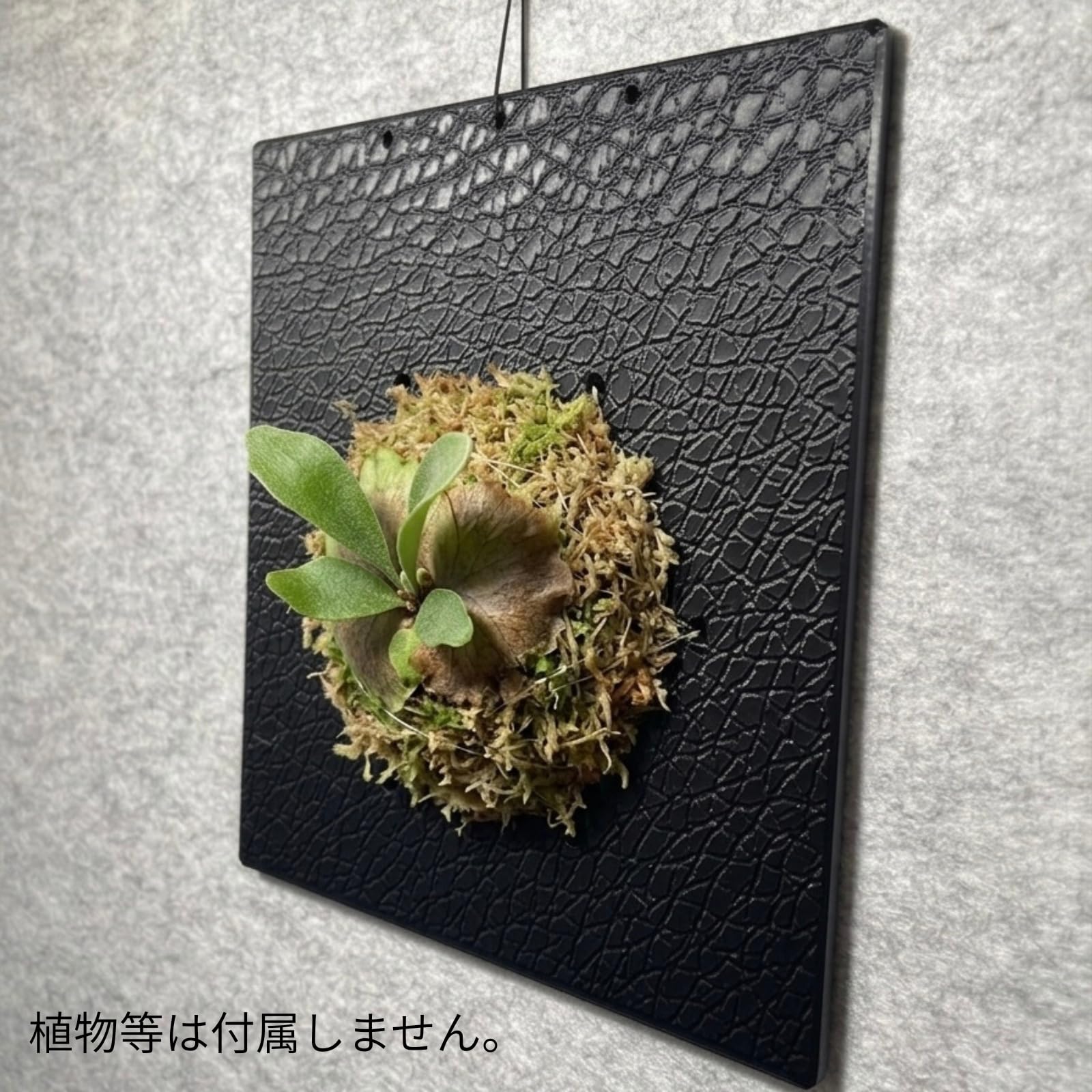 Amazon｜観葉植物着生用プレート シンプル形状 メッシュ構造 通気性