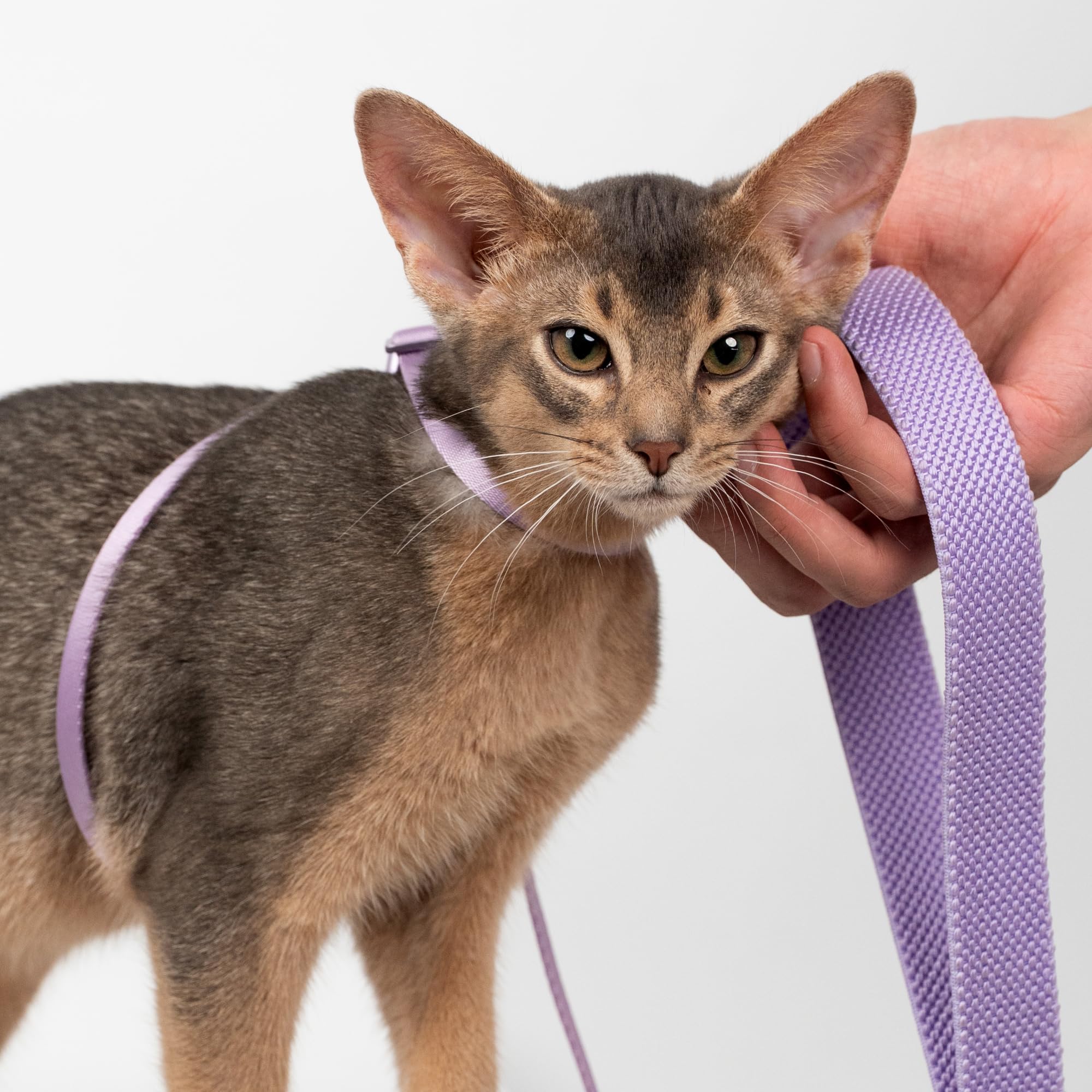 Arnés y correa para gatos 2 en 1, diseño de premio de bronce IDA de Estados Unidos, a prueba de escape y antiasfixia, para caminar y entrenar, peso ligero para gatitos y gatos pequeños y