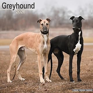 Greyhound Calendar 2026 Square Dog Breed Wall Calendar - 16 Month