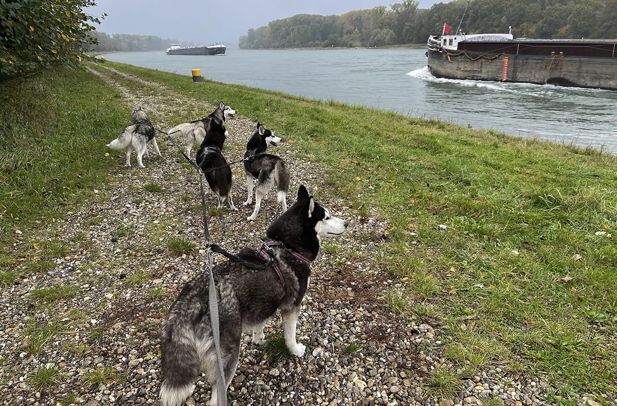 JOCHEN SCHWEIZER Geschenkgutschein: Husky Wanderung Eggenstein-Leopoldshafen