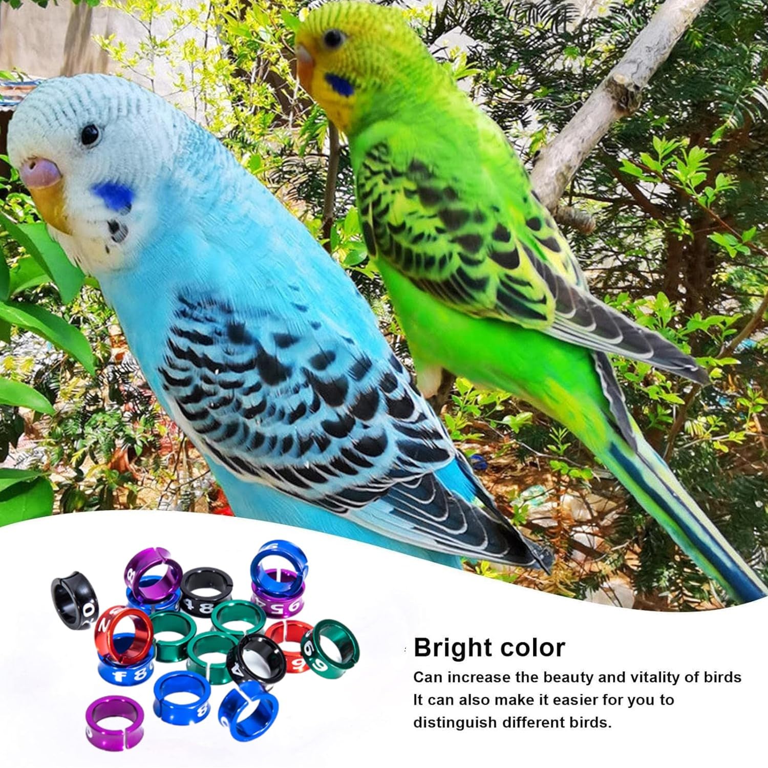 50 Pezzi Anelli Aperti per Piedi a Forma di Uccello, in Lega di Alluminio colorato,Anello per Uccelli, per pappagalli, per canarini, per Piedi di Piccione