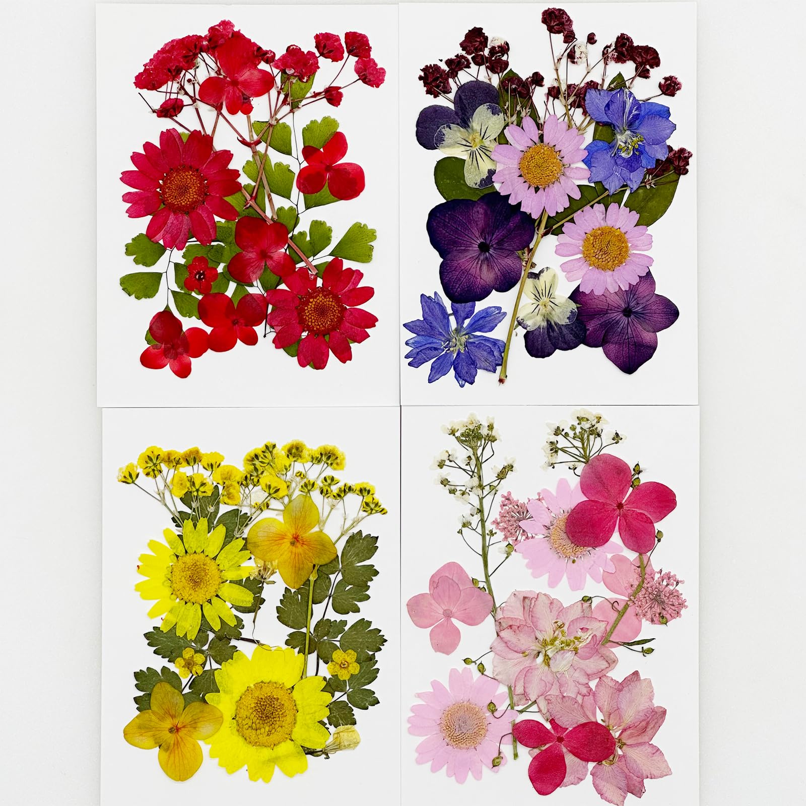 Fiori Secchi Naturali Per Resina E Crafts - Set DIY Per Gioielli, Candele E Scrapbooking | Colore Bianco