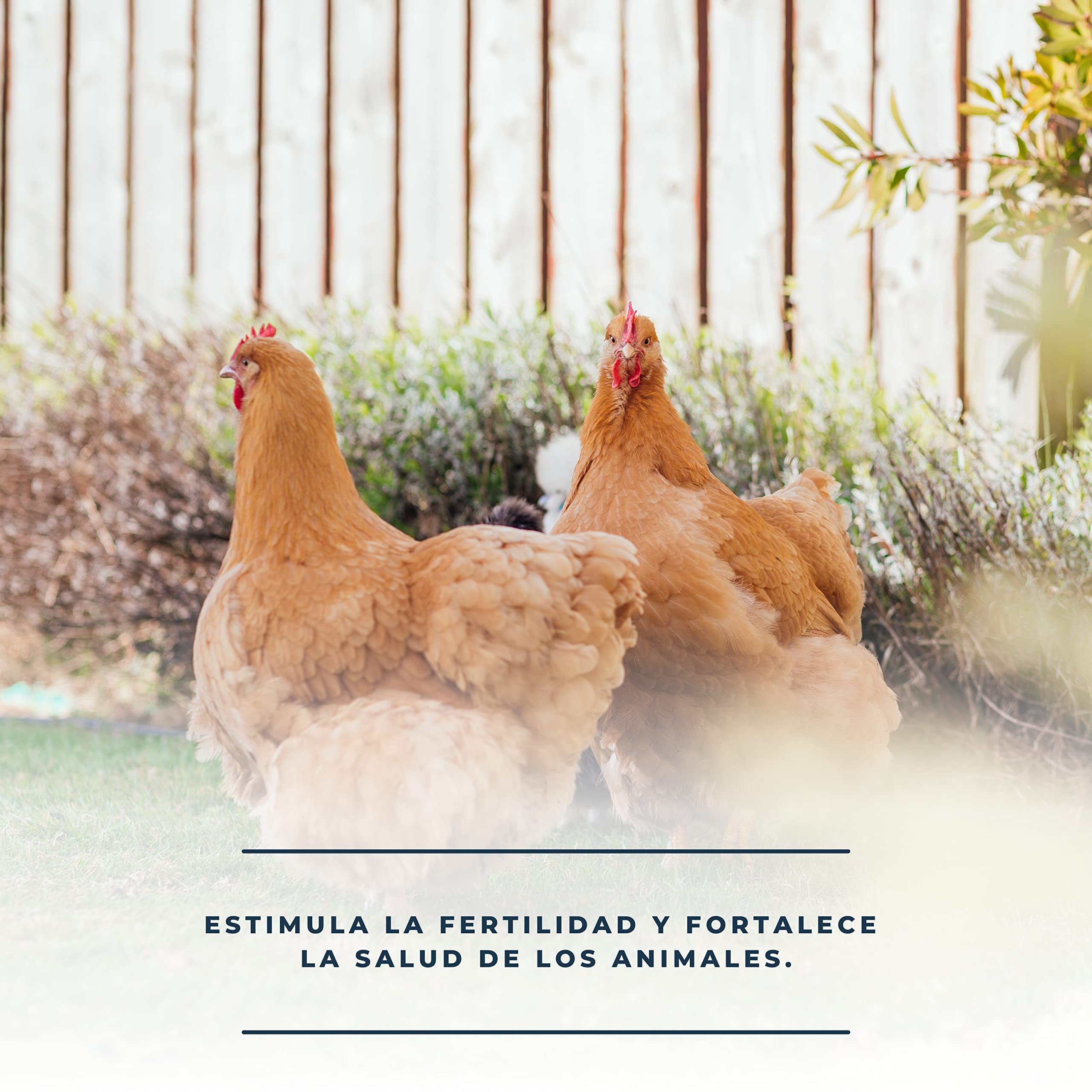 FINCA CASAREJO Estimula la fertilidad de Las Aves de Corral - Productos Naturales para la época de cría de gallinas, Patos y Otras Aves - Pack de 3 soluciones vitamínicas (1 litro) - Ref. SLPCK3L