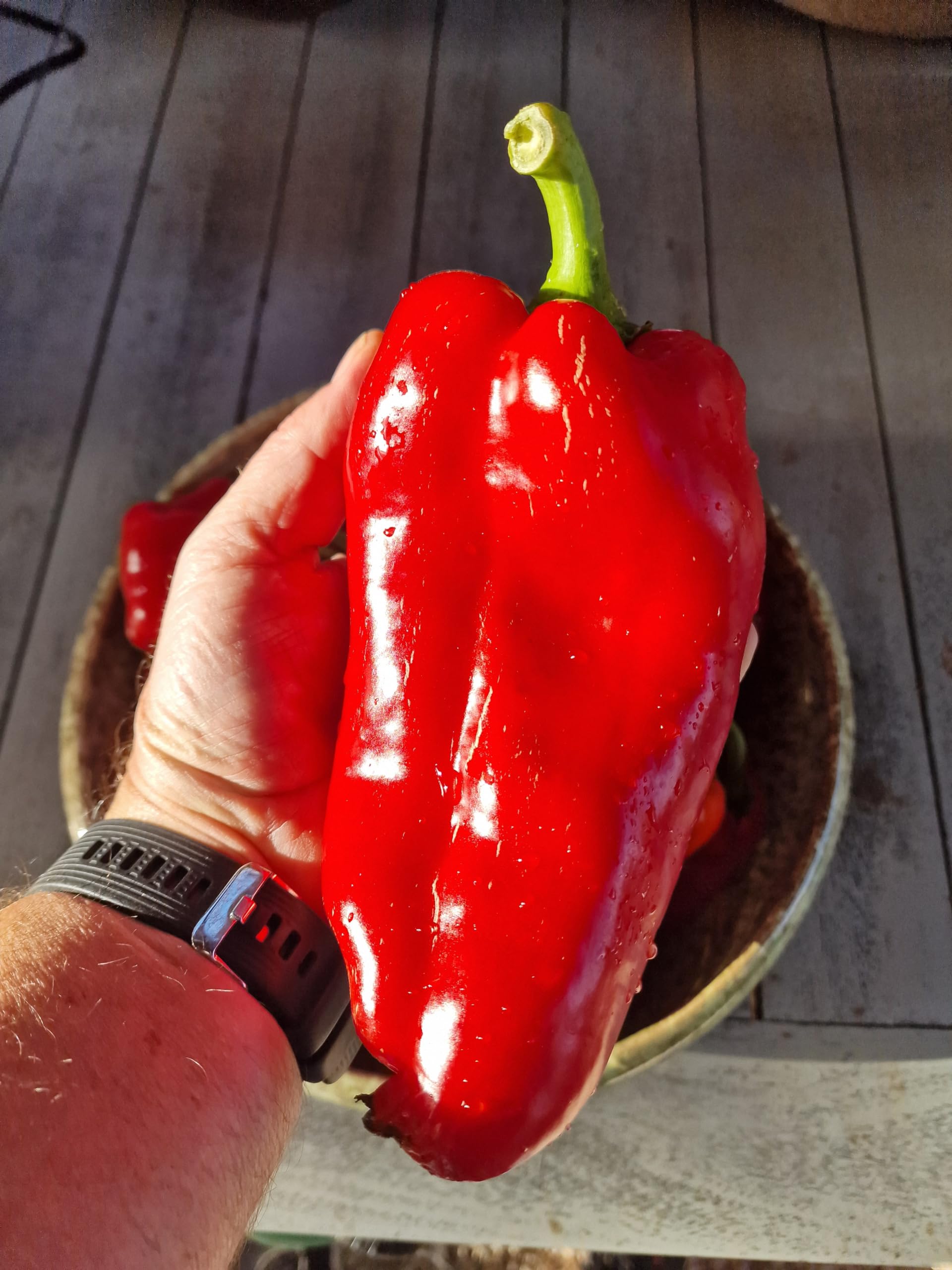 Ljubo Palm Sweet Pepper Seeds - 10 Fresh Ljubo Palm Sweet Pepper Seeds
