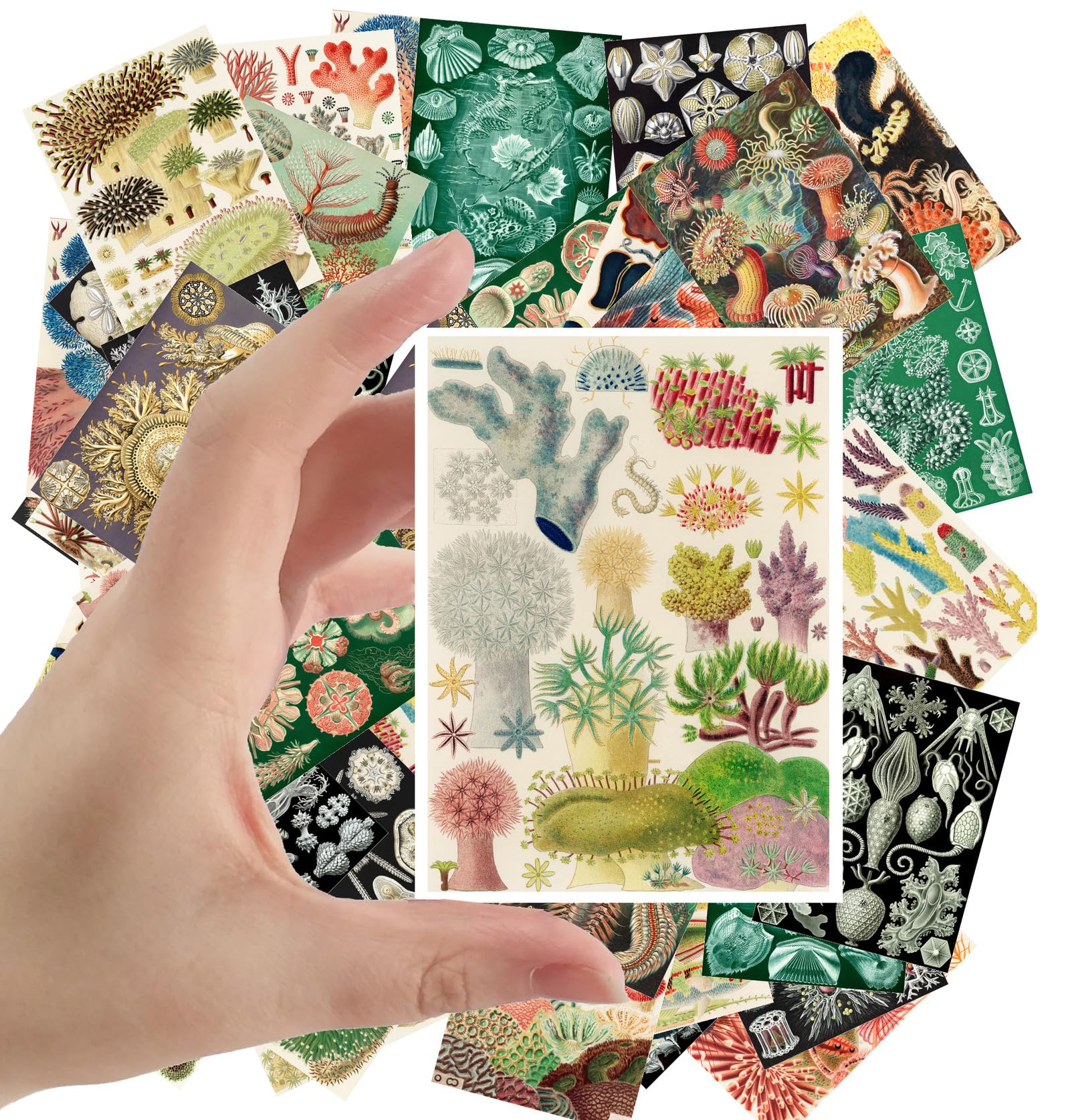 Autocollants créatures marines vintage | Lot de 24 stickers d'illustration botanique 6,3x8,9 cm