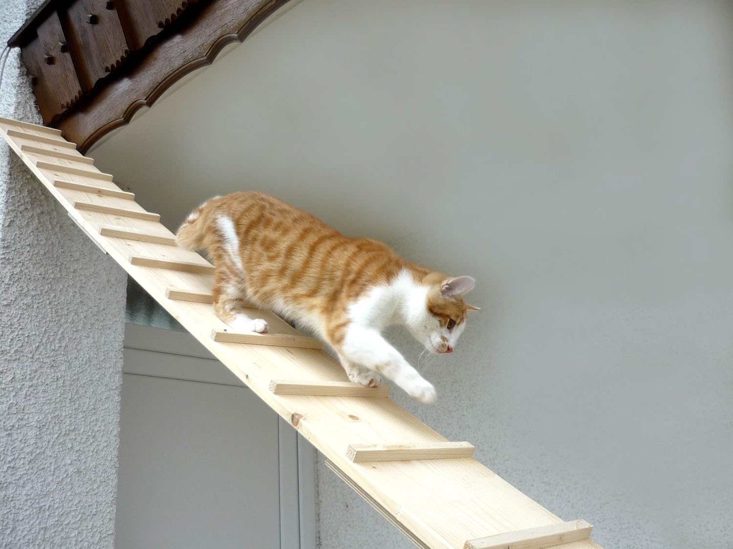 cat stairs