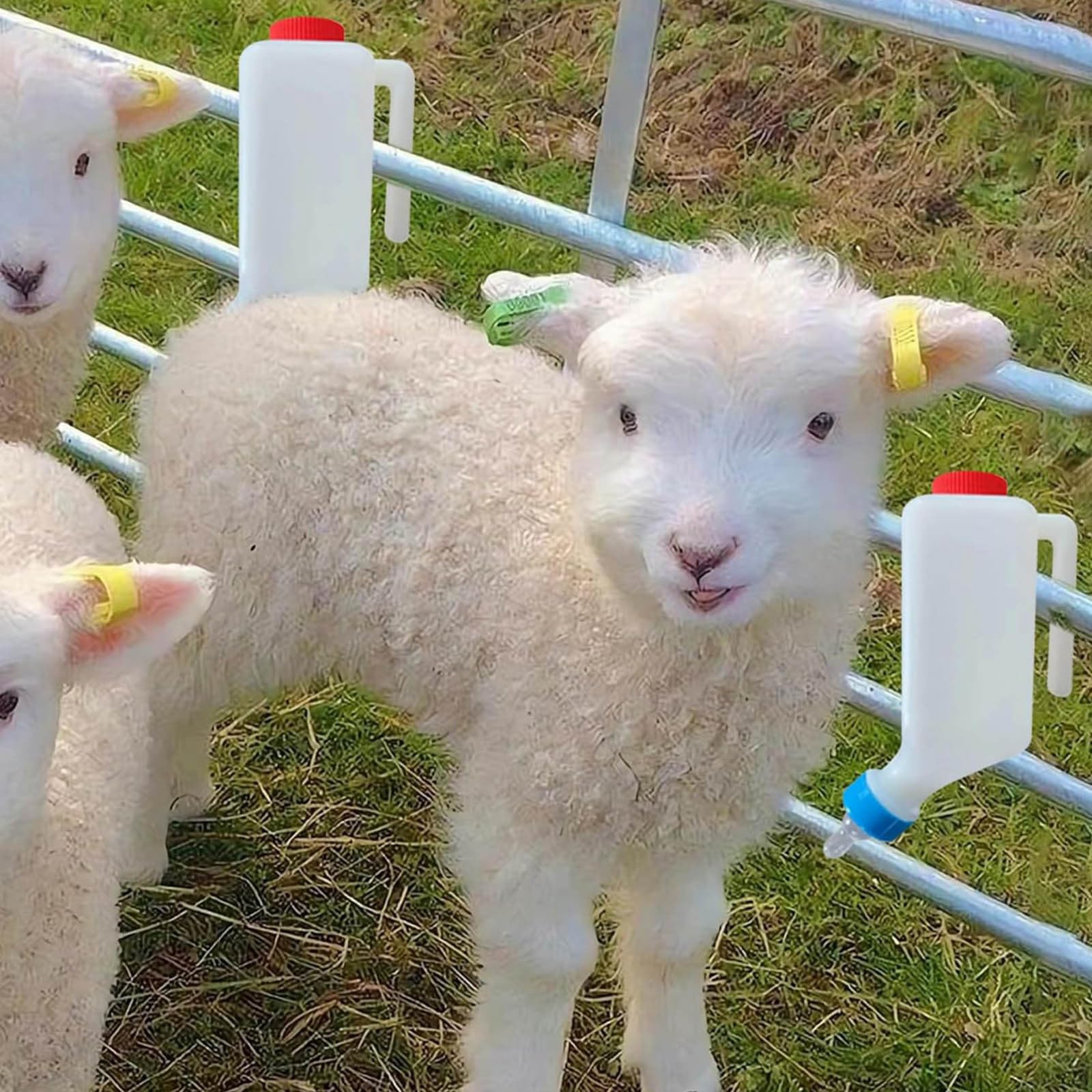 Lamb Feeding Bottle - 500/800ml Hanging Plastic Milk Feeder Bottle for Feeding Dogs, Cow, Sheep and Goat Lambing (2PC#1_800ml) - 5