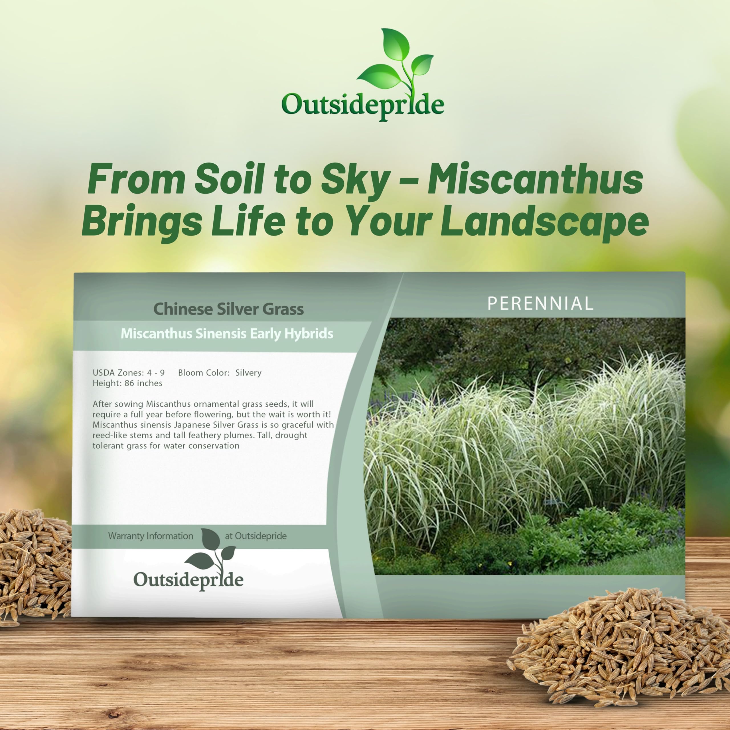 miscanthus-sinensis-seed