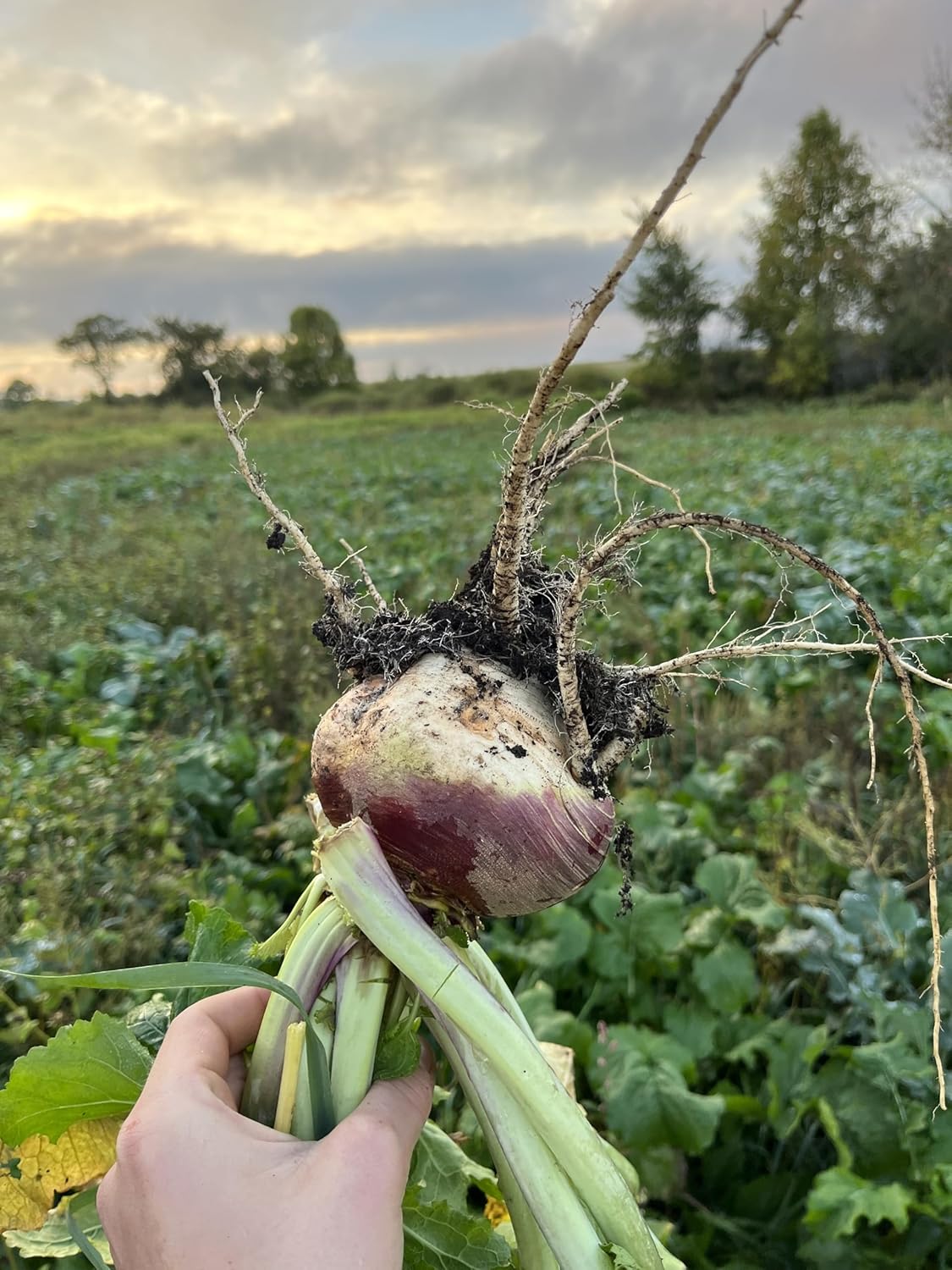 Purple Top Turnip Food Plot Seed for Planting - High Protein Brassica Deer Forage, Fast Growing Fall Annual Food Plot Seed, Plants Up to 1/2 Acre - 3 lb Jug