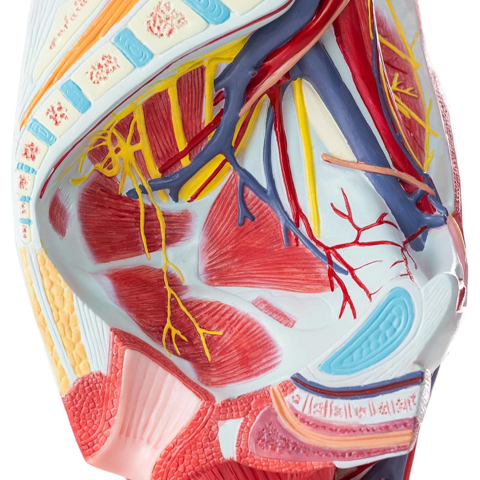 1:1 Lebensgröße Becken & Gesäßmuskulatur Mit Nerven-Anatomiemodell, 4 Teile | EVOTECH SCIENTIFIC Gesäßmuskel-Beckenknochen-Anatomiemodell, Geeignet Für Anatomiestudium, Bildung Und Lehrzwecke