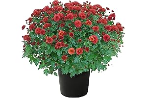 Live Flowering Hardy Chrysanthemum \"Mums\" Flowers - Red