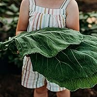 Champion Collard Greens Seeds - 100 Non-GMO Heirloom Vates-Type, Bolt-Resistant for Overwintering Home Gardens - Thresh Seed Co