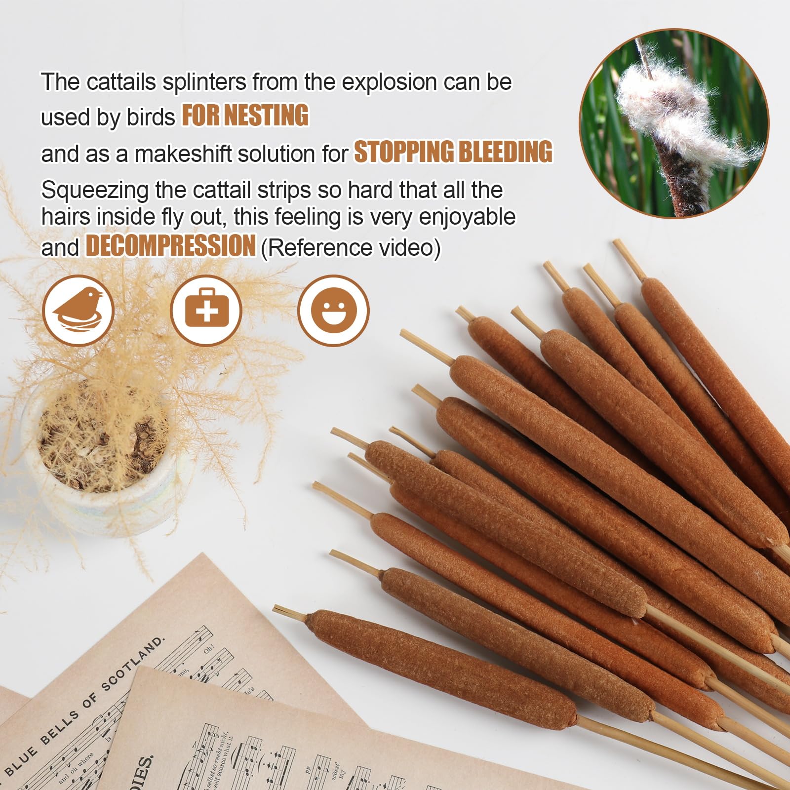 MIHUAGE Dried Natural Cattails, 30PCS for DIY Floral Arrangements and Home Office Decor - Image 3