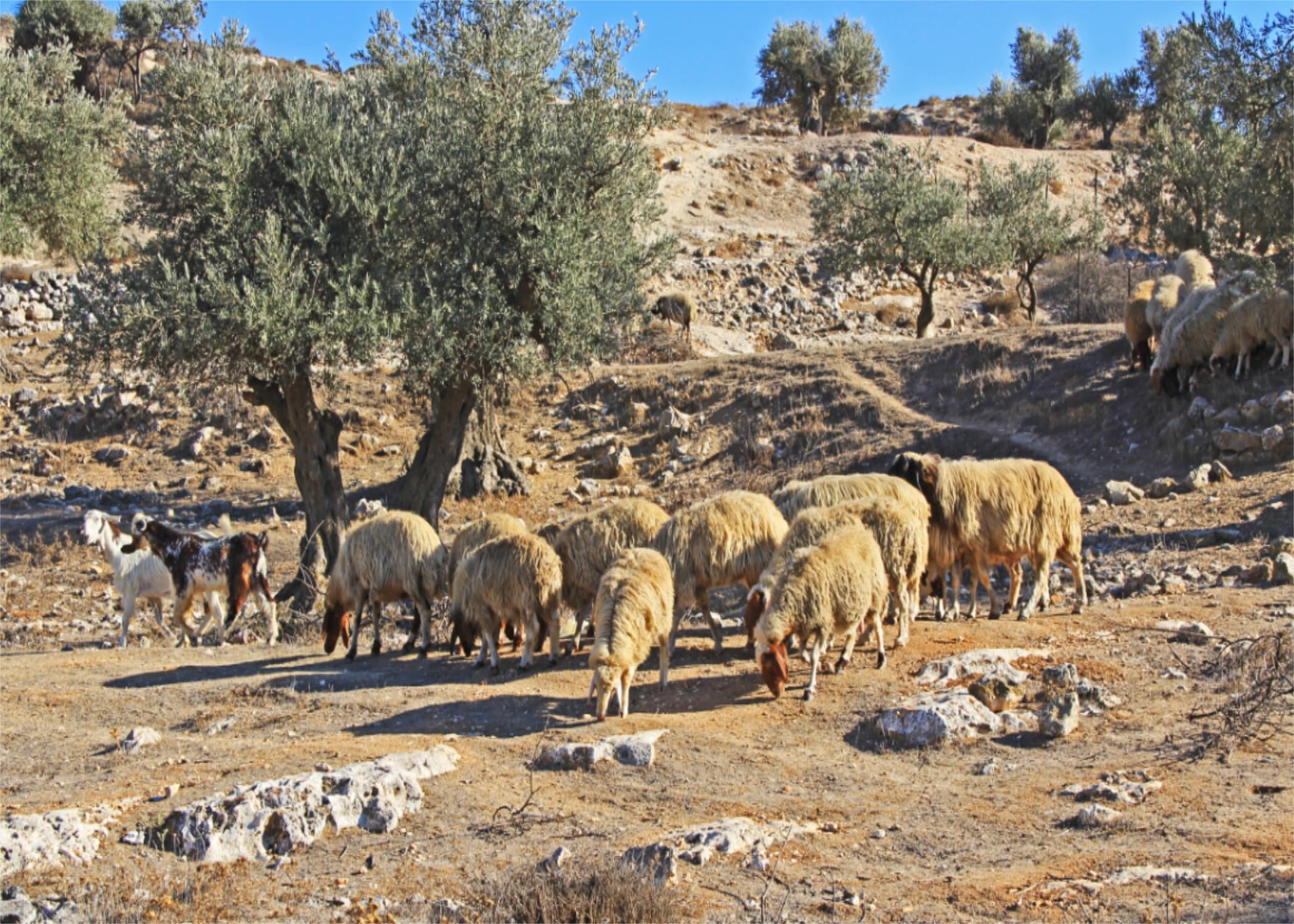 BELECO 20x10ft Fabric Old City Jerusalem Backdrop Sheep Grazing on Mount of Olives, Jerusalem Background Israel Theme Party Decorations Religious