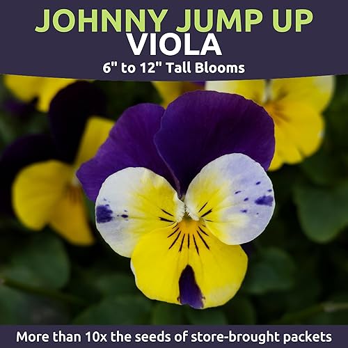 Miniatura 3 de Viola - Johnny Jump-Up - Paquete grande de 14 onza - 10,000 semillas de flores para plantar - Viola Tricolor