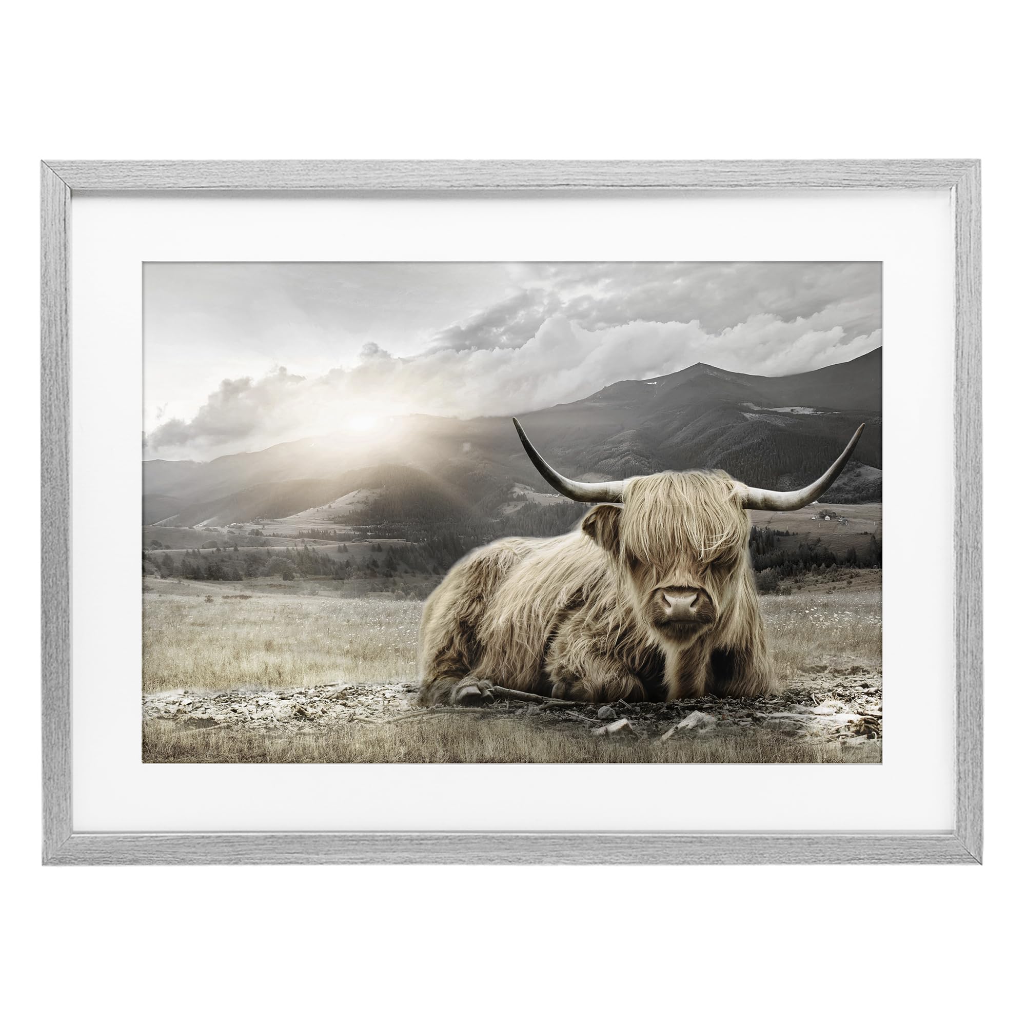 'Cattle Resting in Morning Sun'| Framed Print Under Glass