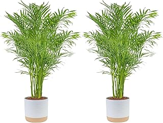 Costa Farms Cat Palm (2-Pack), Live Plants Houseplants in Decor Pots, Re...
