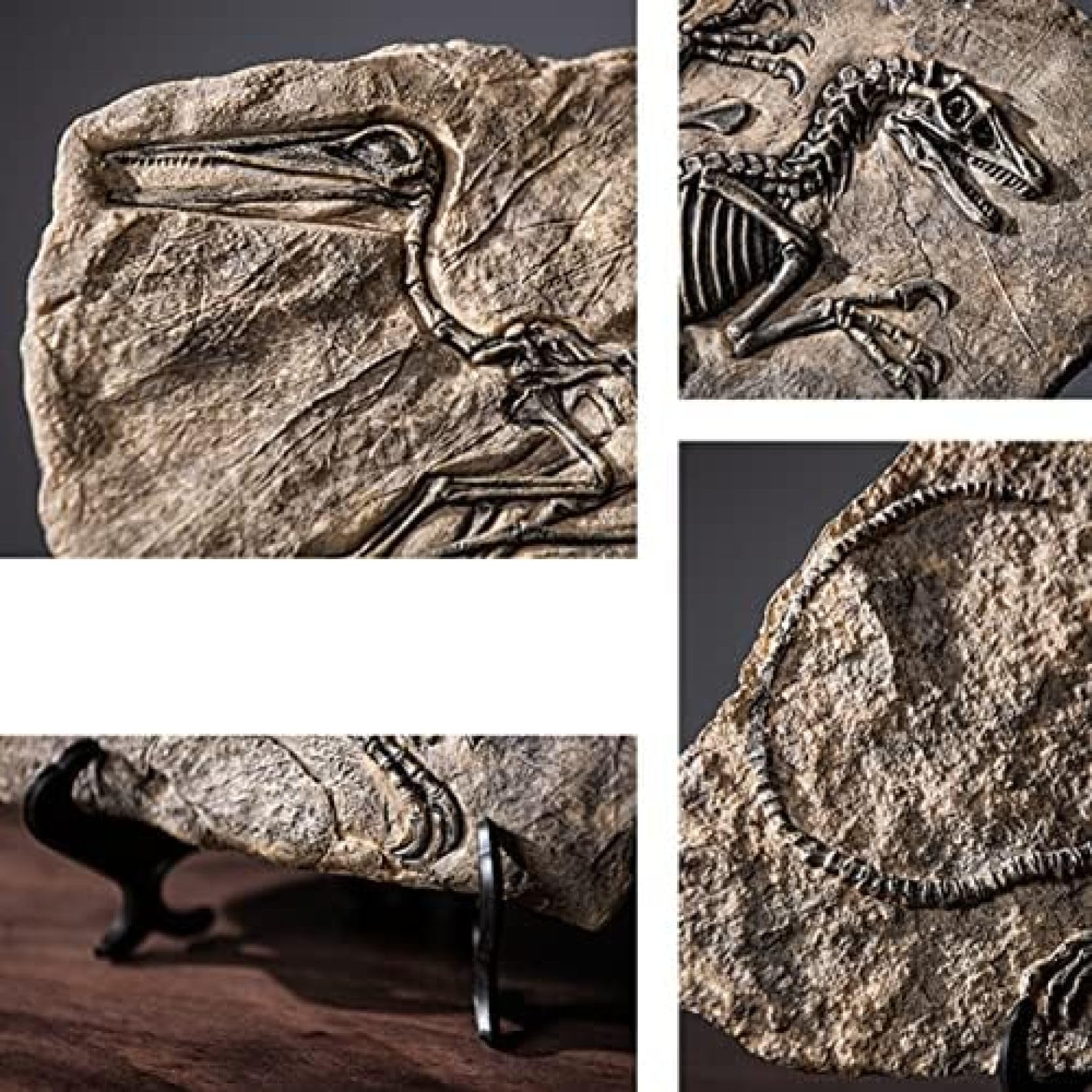 Amazon.co.jp: ガーデンオーナメント リアル 化石 インテリア雑貨 屋外