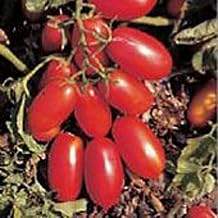 San Marzano Nano Tomato Seeds 25+ SeedsMore Heirloom, Non GMO, Vegetable, Fruit, Herb, Flower Garden Seeds 25+ Seeds at Seed King Express