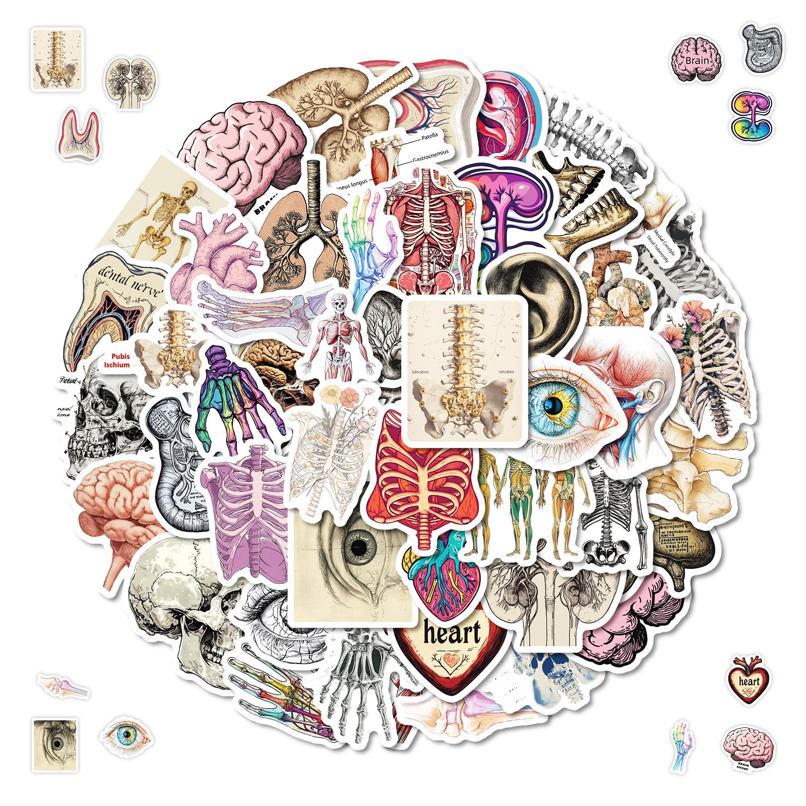 50 Adesivi Organi Anatomici - Vinile Impermeabile Per Laptop, Skate, Auto