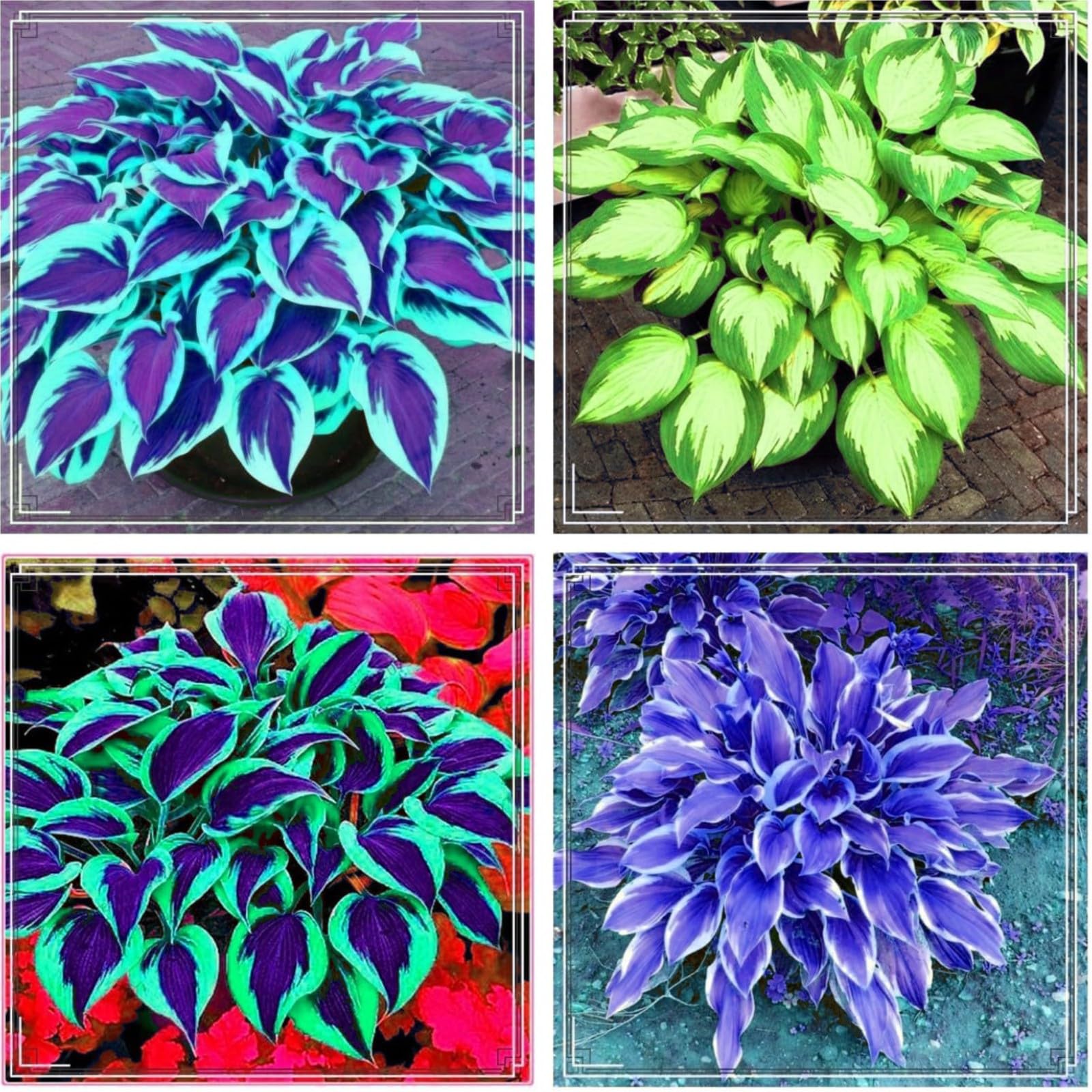 Hosta Bulbs Mix for Planting Now UK/Good for Containers/Wedding Flowers,Natural Organic/Strong Plants That Grow Well/Greening Flower/Cut Flowers.-10Bulbs-G