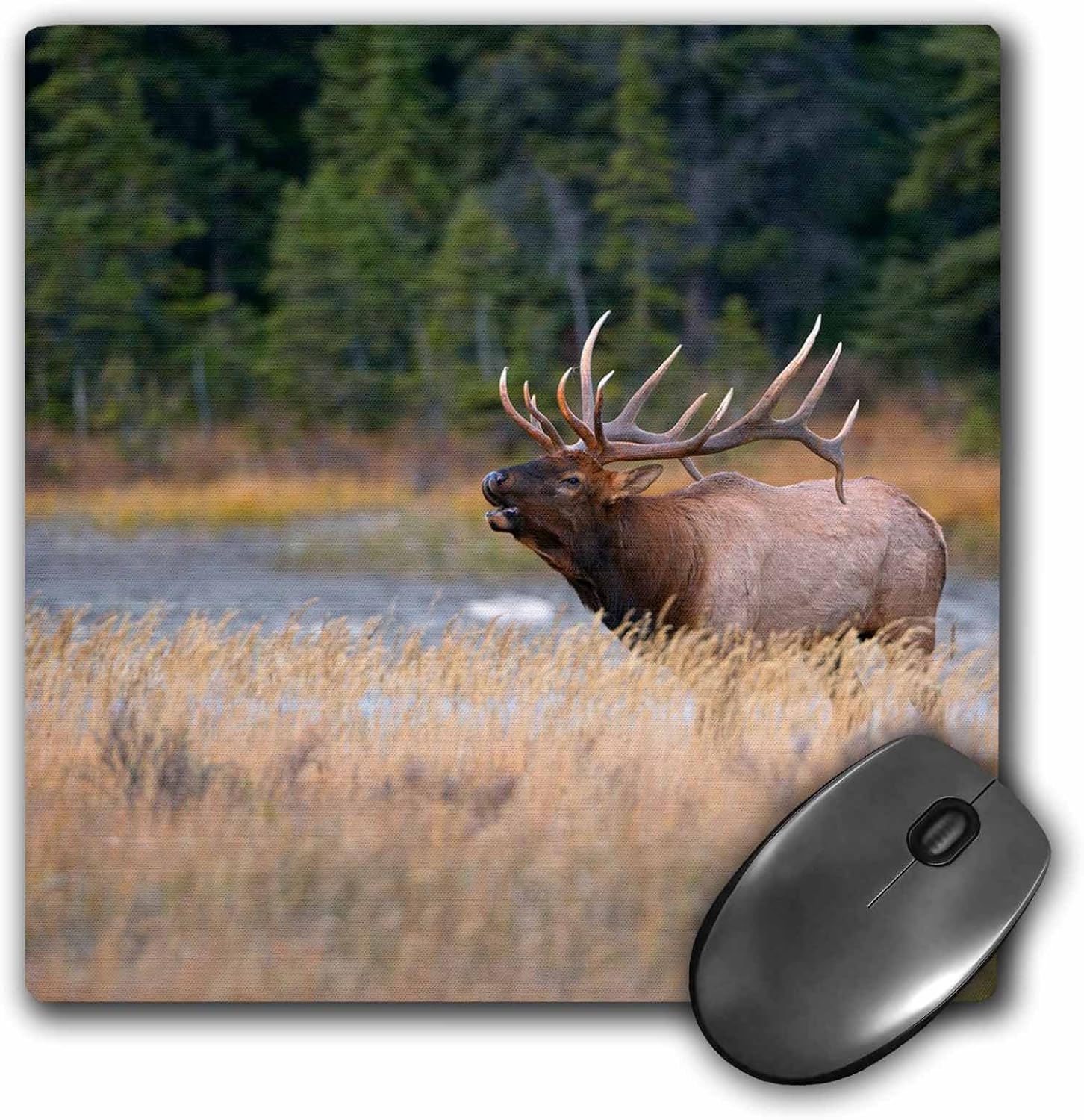 3D Rose "Canada Alberta. Rocky Mountain Elk Bugles During