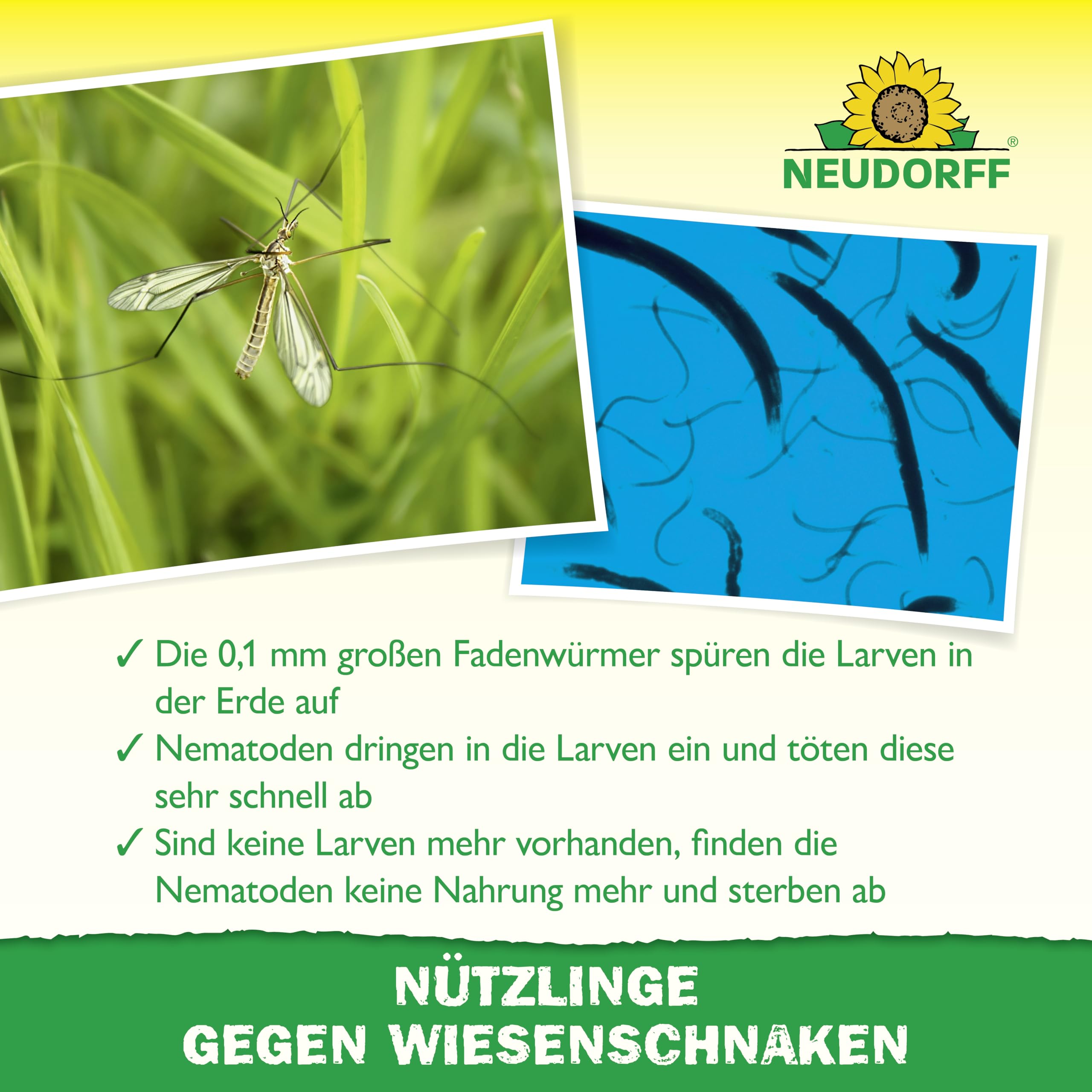 Neudorff Nützlinge gegen Wiesenschnaken – 50 Mio. SC-Nematoden zur natürlichen und schnellen Bekämpfung von Wiesenschnaken, Maulwurfsgrillen und Erdraupen – für 100 m²