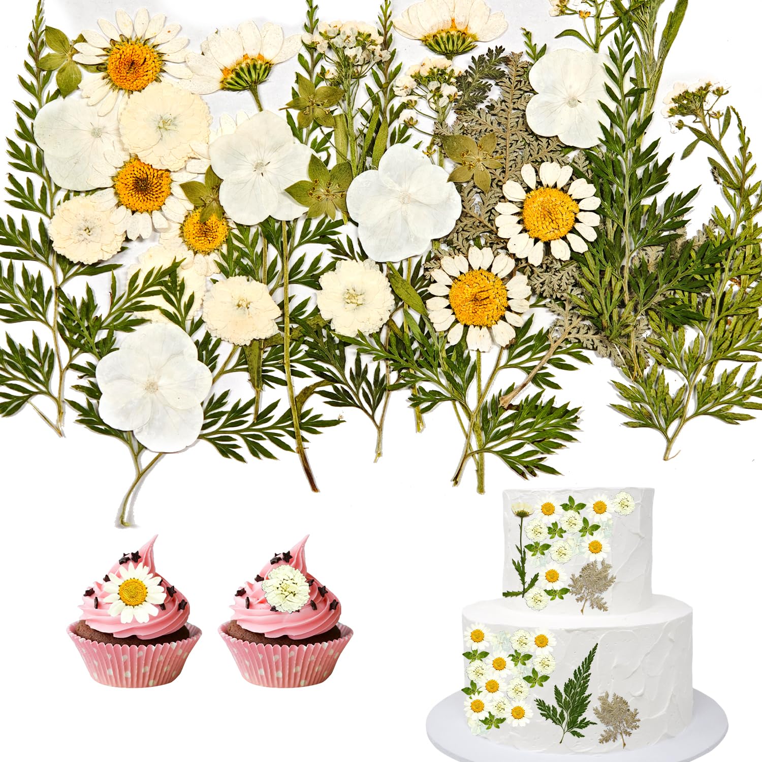 CENCERY 35 Pcs Dried Flowers Cake Decor Flowers Pressed Blossoms Dried Flowers for Crafts for Cakes Cupcakes Desserts (White)