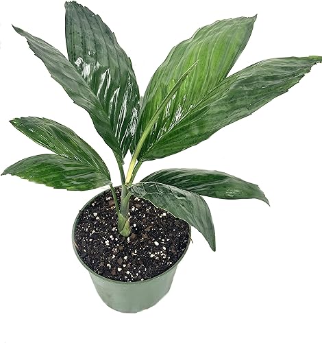 Palmera de metal - Planta viva en una maceta de cultivo de 6 pulgadas - Chamaedorea Metallica - Palmas ornamentales raras de Florida