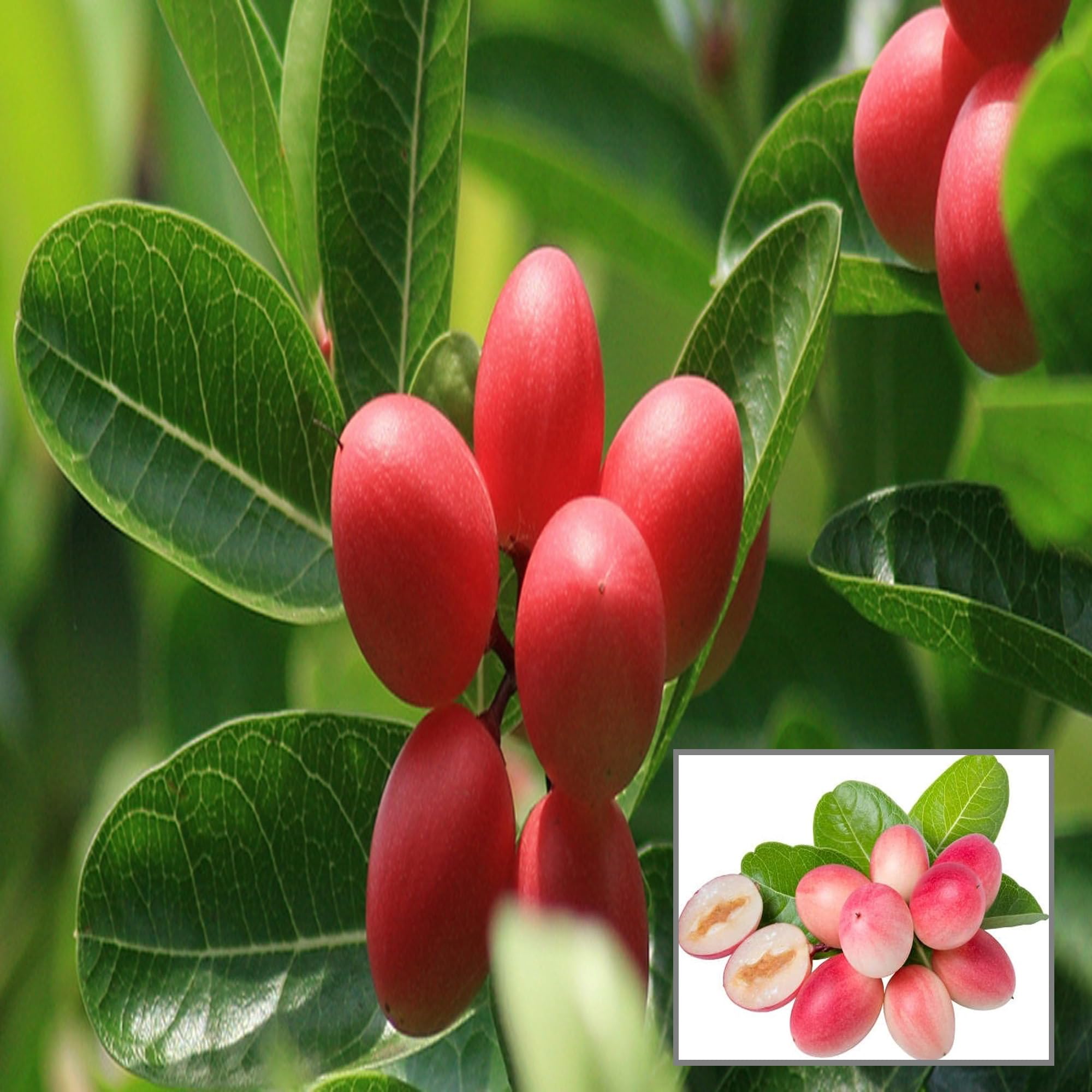 See full amazon price history chart for HAPING Karonda Carissa Carandas Cherry Cherries Layering/Grafted Live Plant (1-2 Feet Height) HAPING Karonda Carissa Carandas Cherry Cherries Layering/Grafted Live Plant (1-2 Feet Height) (B0CV7CXGH6) Amazon Price History, Amazon Price Tracker