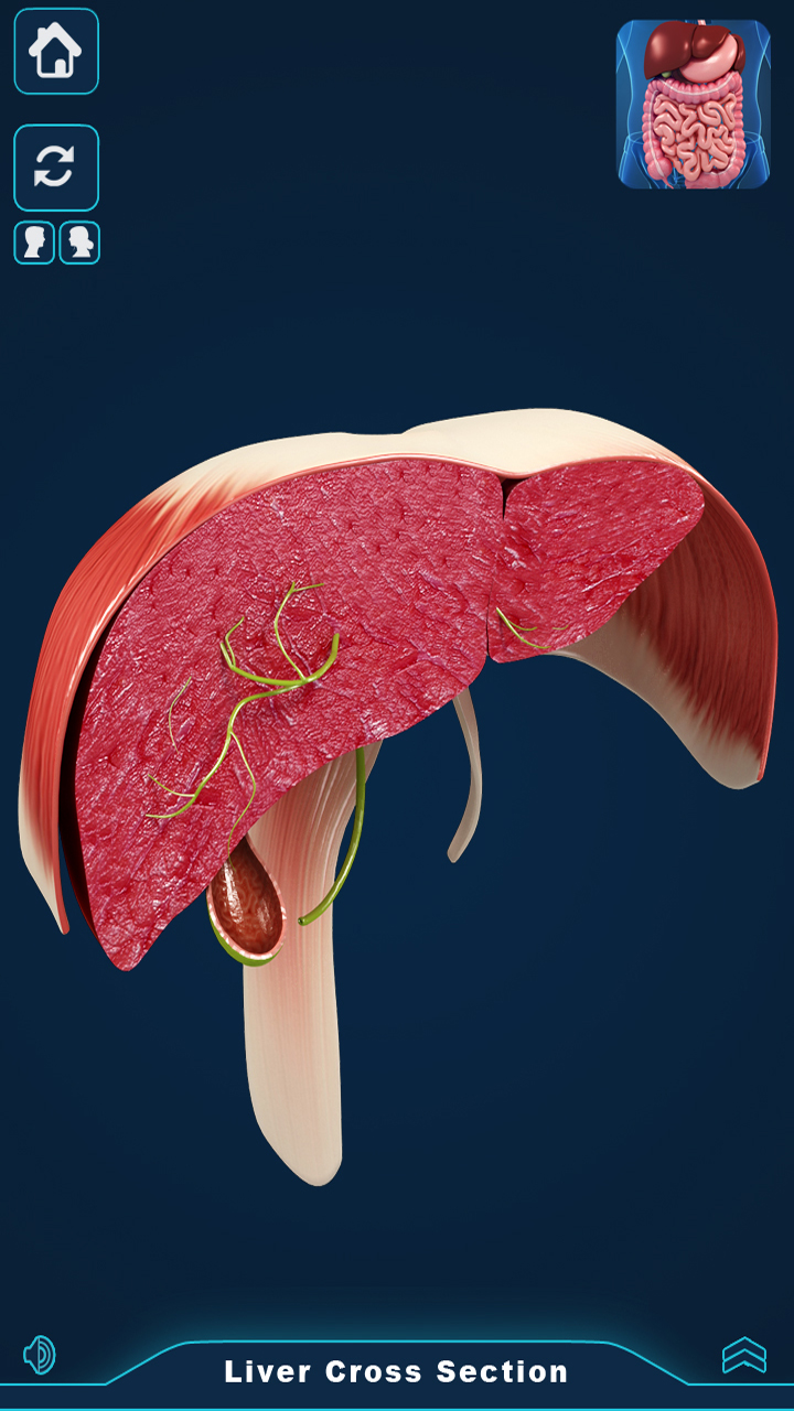 Digestive System Anatomy - App on Amazon Appstore