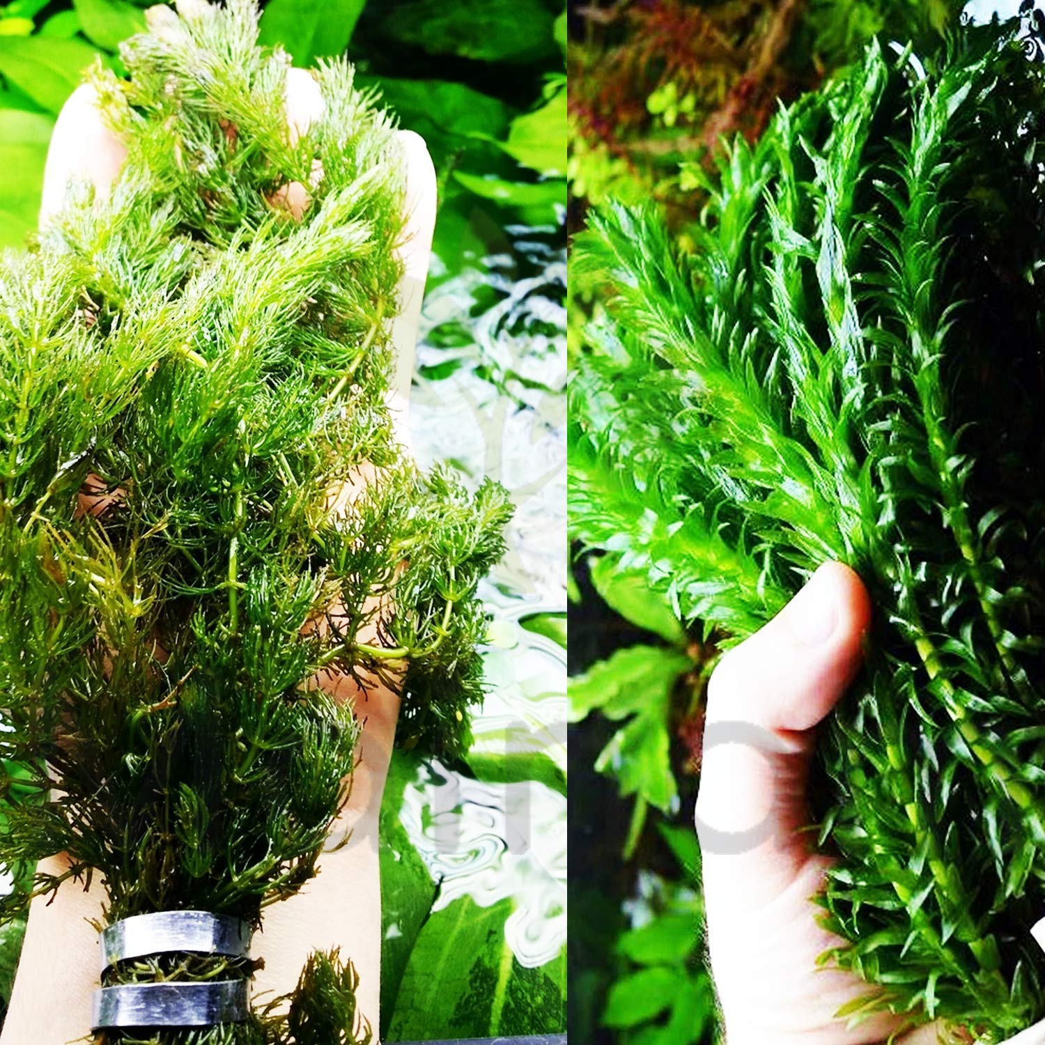 Mainam Hornwort and Anacharis Duo