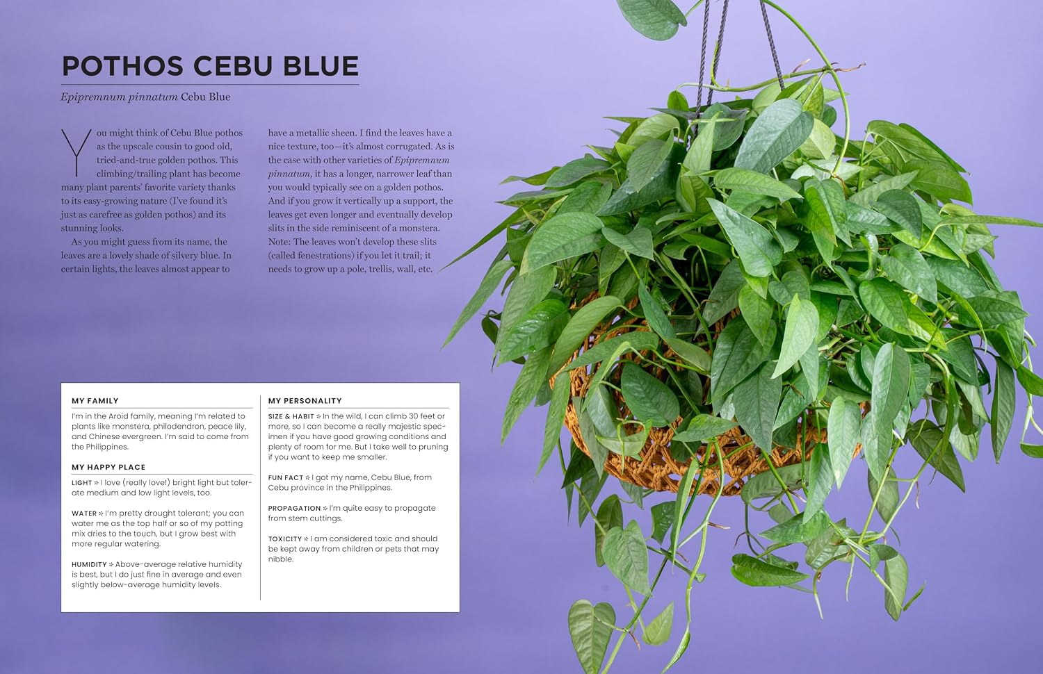 The New Complete Guide to Houseplants: Expert Houseplant Growing Advice for Everyone