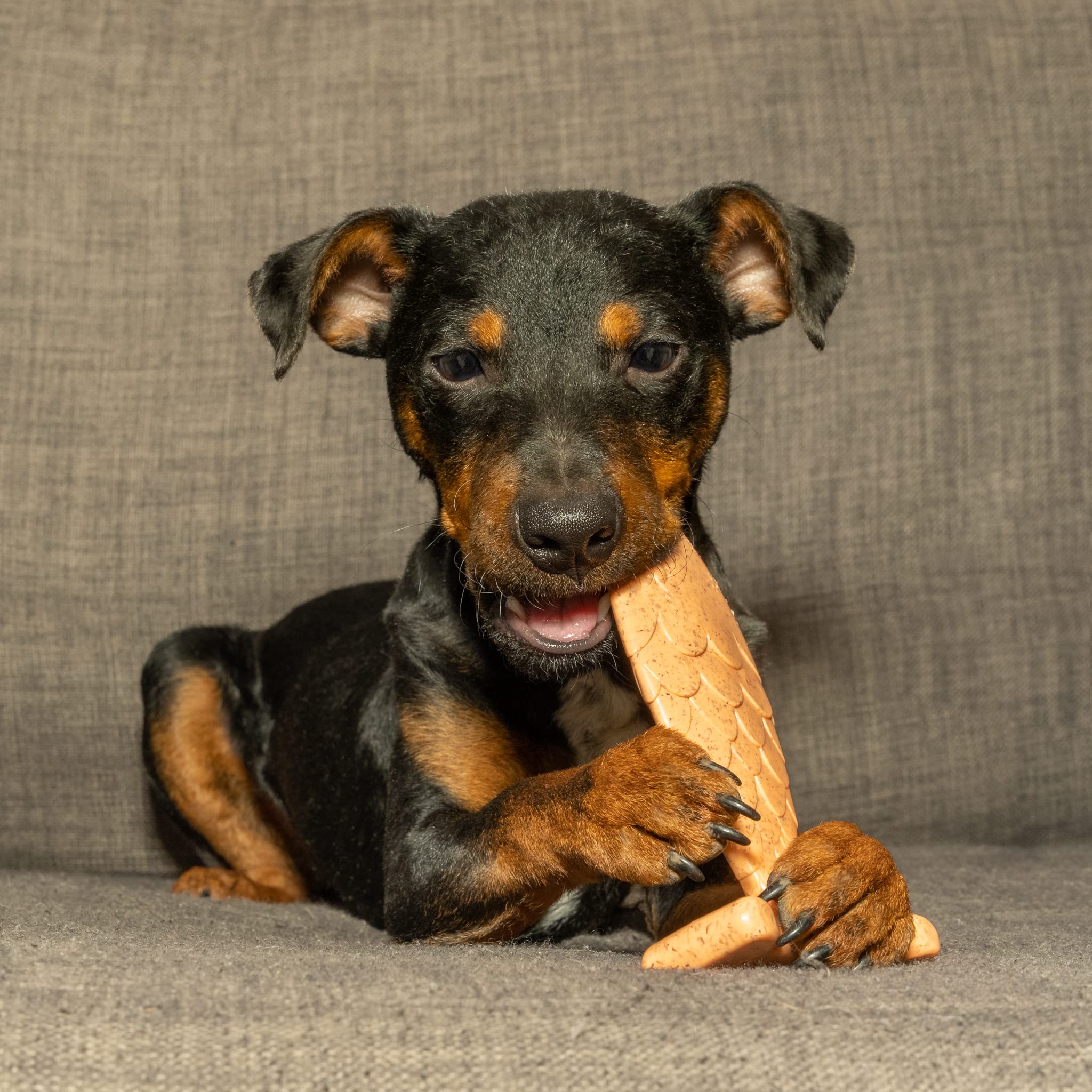 Bamboodles Kauspielzeug Für Hunde Mittel - Lachsgeschmack, Langlebig, Für Zahnpflege & Beschäftigung