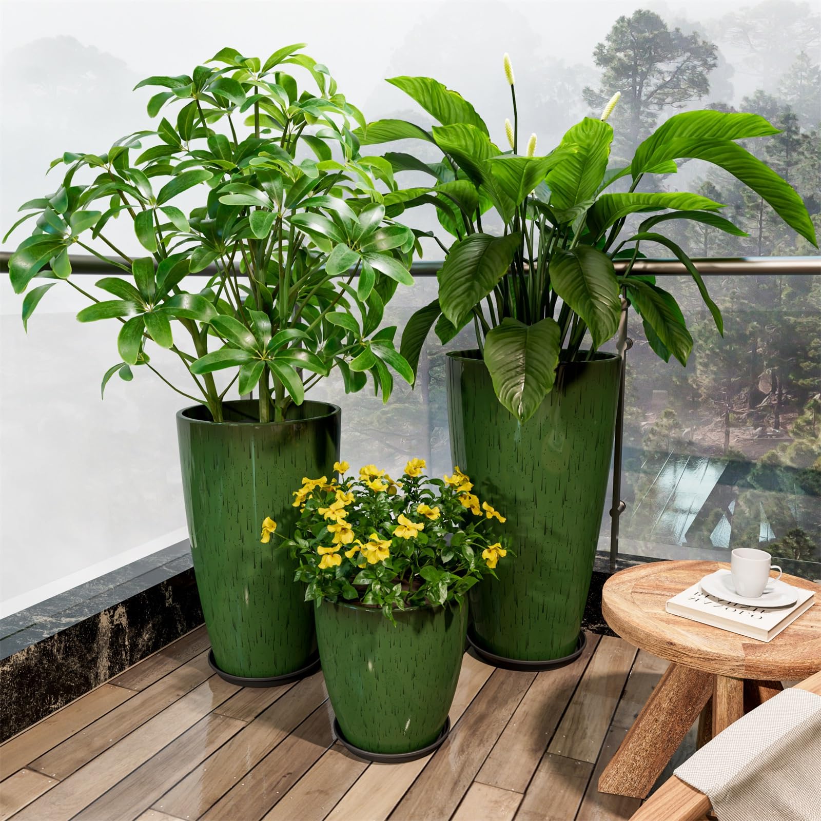 elephant ear hardy plant Alocasia odora
