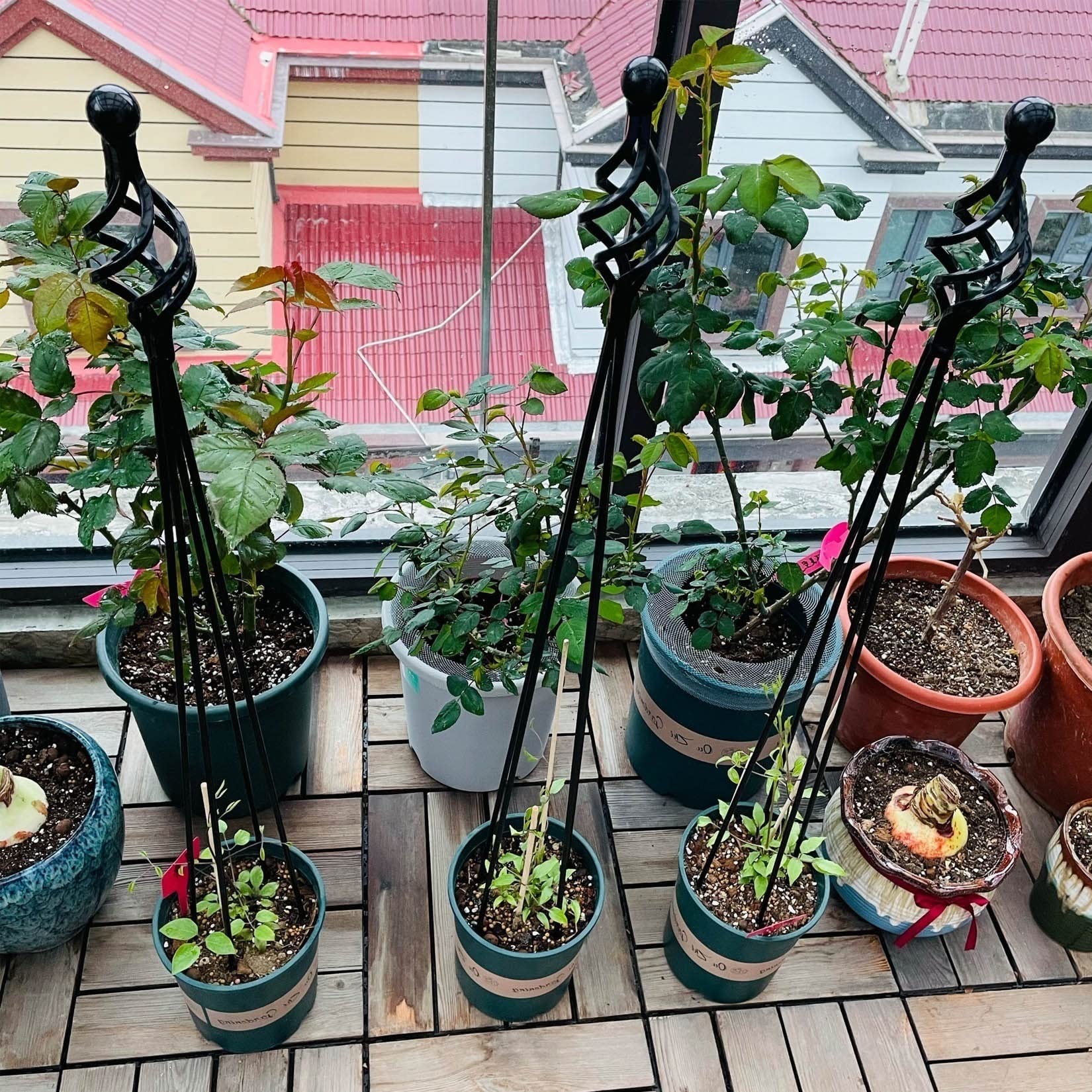Amazon.co.jp: 植物のサポートケージ バラ用 オベリスク アイアン 植物