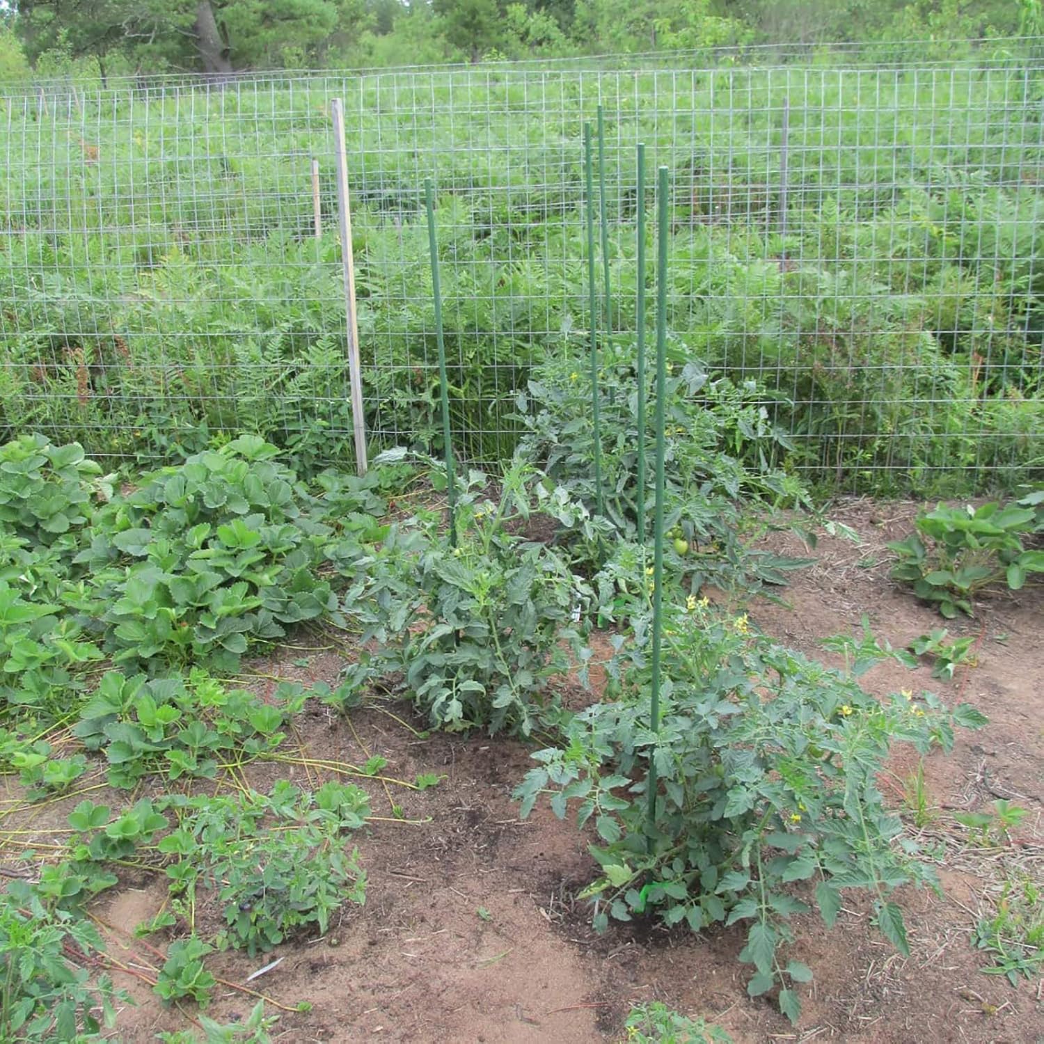 Garden Plant Stakes 57 Inch (Approx 5Ft) Steel Plant Stick Support, 25 Pack Tomato Stakes for Growing Climbing Plants, Potted Plants, Tomatoes, Trees, Cucumber, Beans, Fences Poles