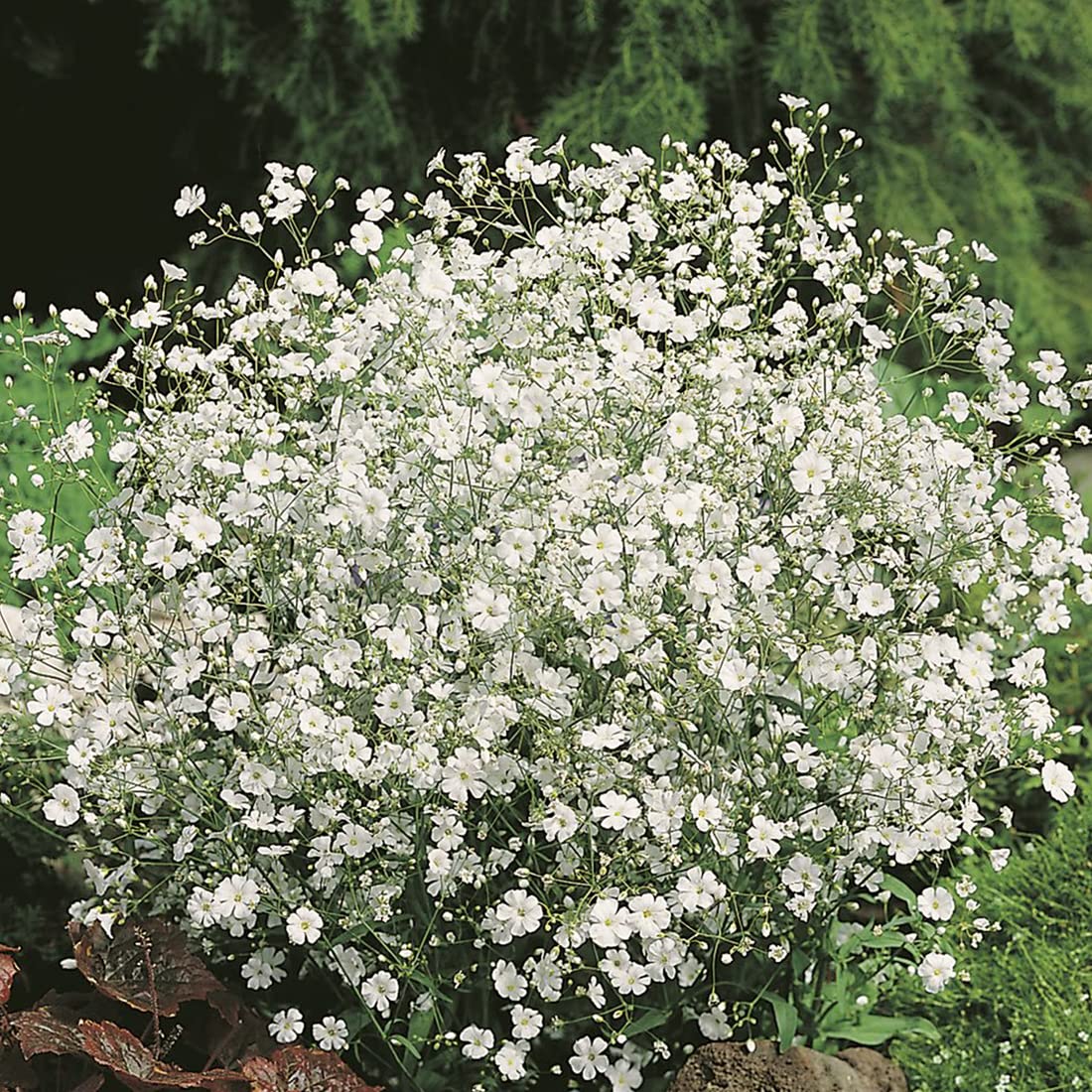 Buy4seeds 20 Seeds Flower Pansy Trailing Winter Flowering Cool Wave White Useful for Garden and Outdoor
