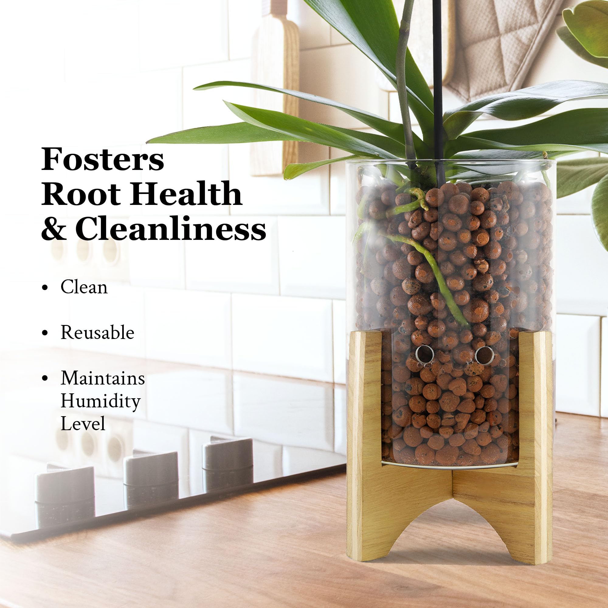 Pot & Pebble - Maceta de vidrio C6 con base de madera decorativa - Estación de propagación de plantas con control de nivel de agua - Soporte de corte de plantas para guijarros de arcilla LECA/medios