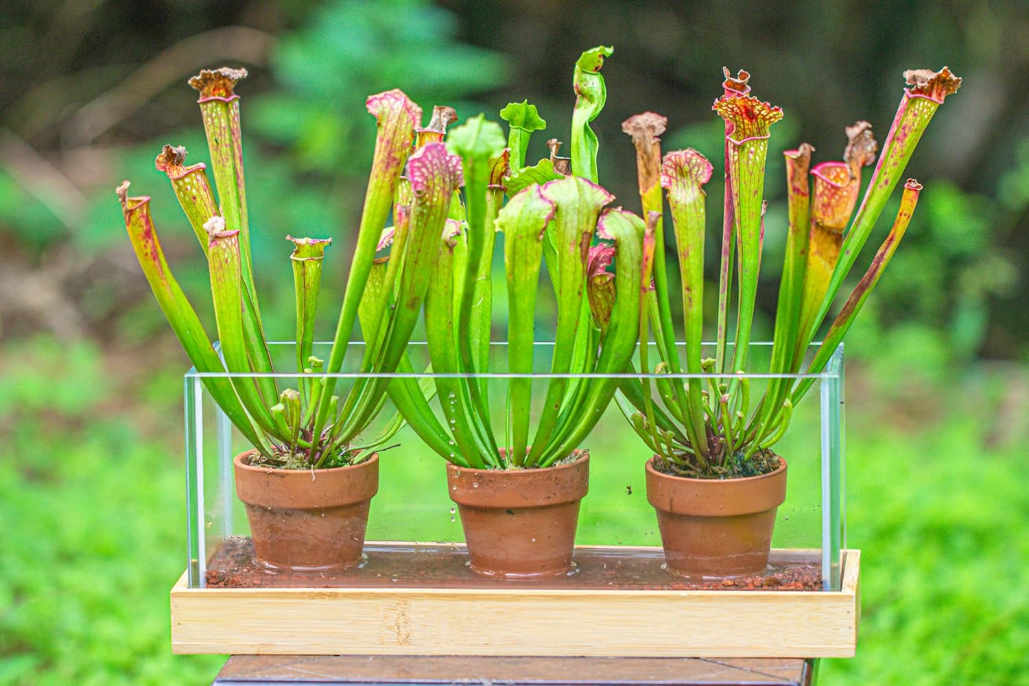 Glass Terrarium Planter with Bamboo Wooden Base - 12.6 x 4.49 x 5.2 Inch - Rectangular Clear Vase with Stand - Home, Office, Garden, Indoor Tabletop Display Container (No Plants)