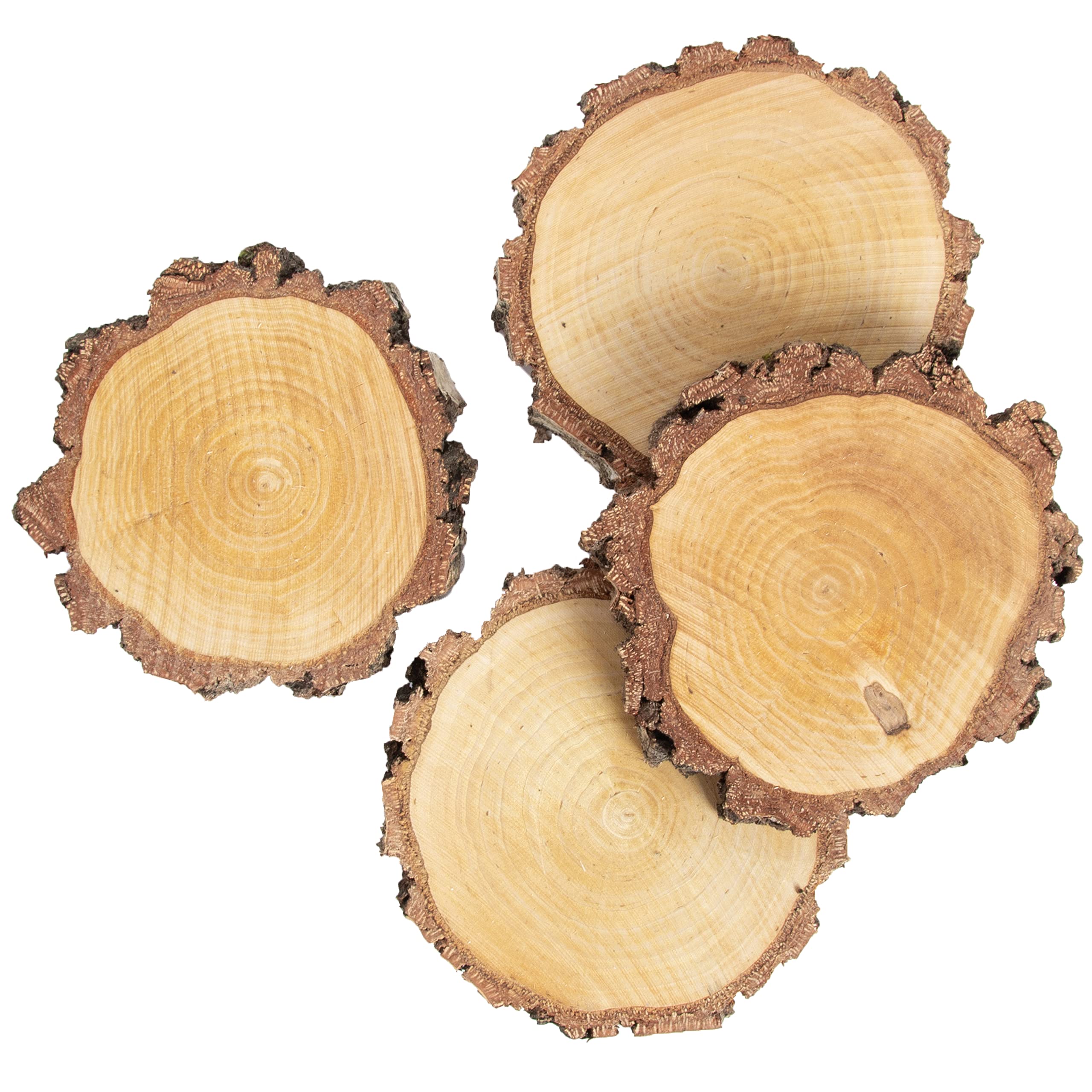 Birkenscheiben mit grober Rinde rund Ø 15-20cm, 2,5cm stark, Baumscheiben deutscher Forstwirtschaft mit Rinde, Holzscheiben für DIY Handwerk, Basteln, Hochzeit, Tischschilder, Untersetzer (4 Stk.)
