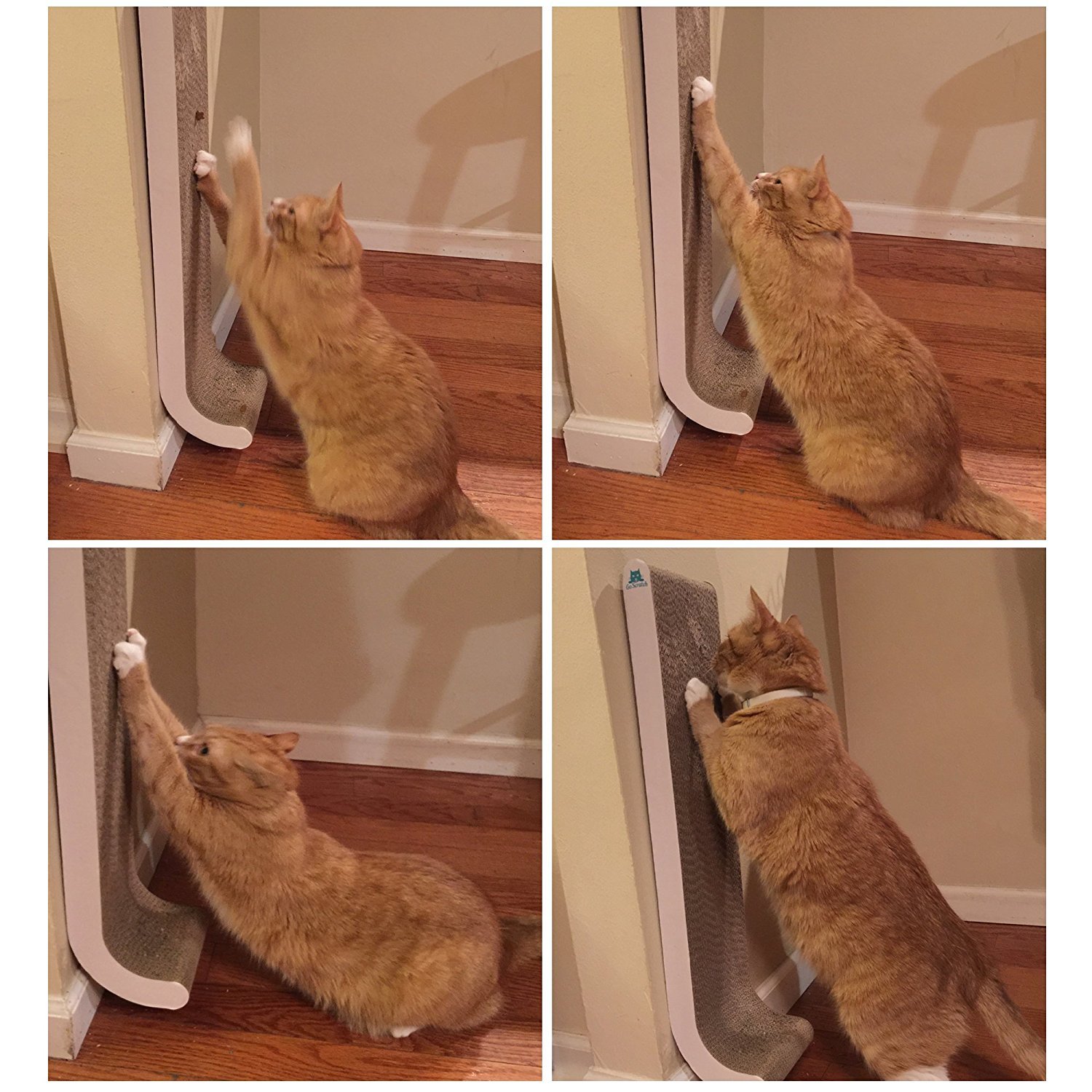 Buy GO SCRATCH Cat Scratching Post Wall ed Best for Cats to Scratch 100