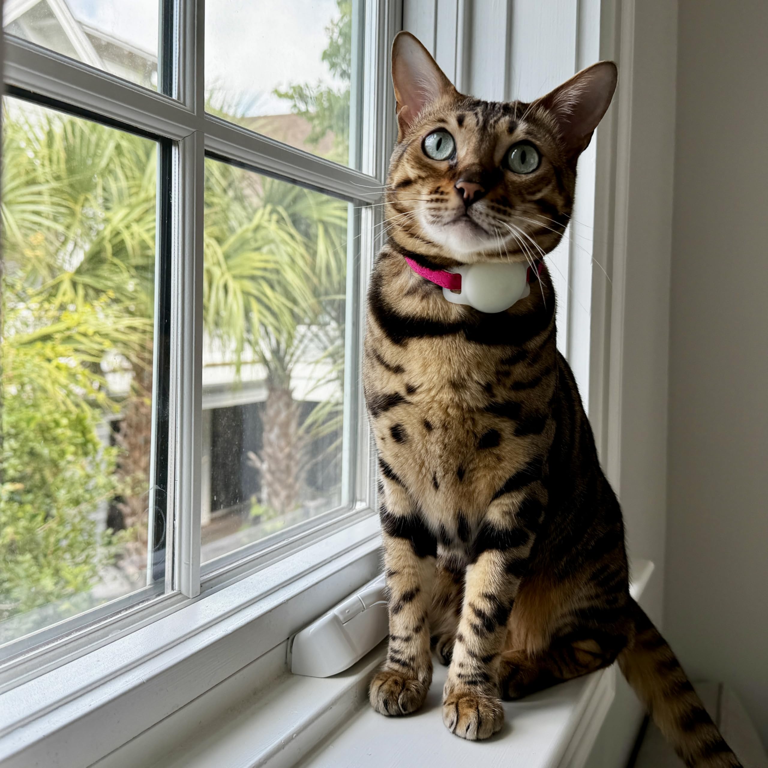 OutdoorBengal Cat Collar AirTag Holder (3-Pack), Durable & Flexible Silicone, Doesn’t Pull Cat’s Hair, Fluorescent Glow-in-The-Dark, Compatible with Apple AirTag & Moto Tag (Black, White, Blue)